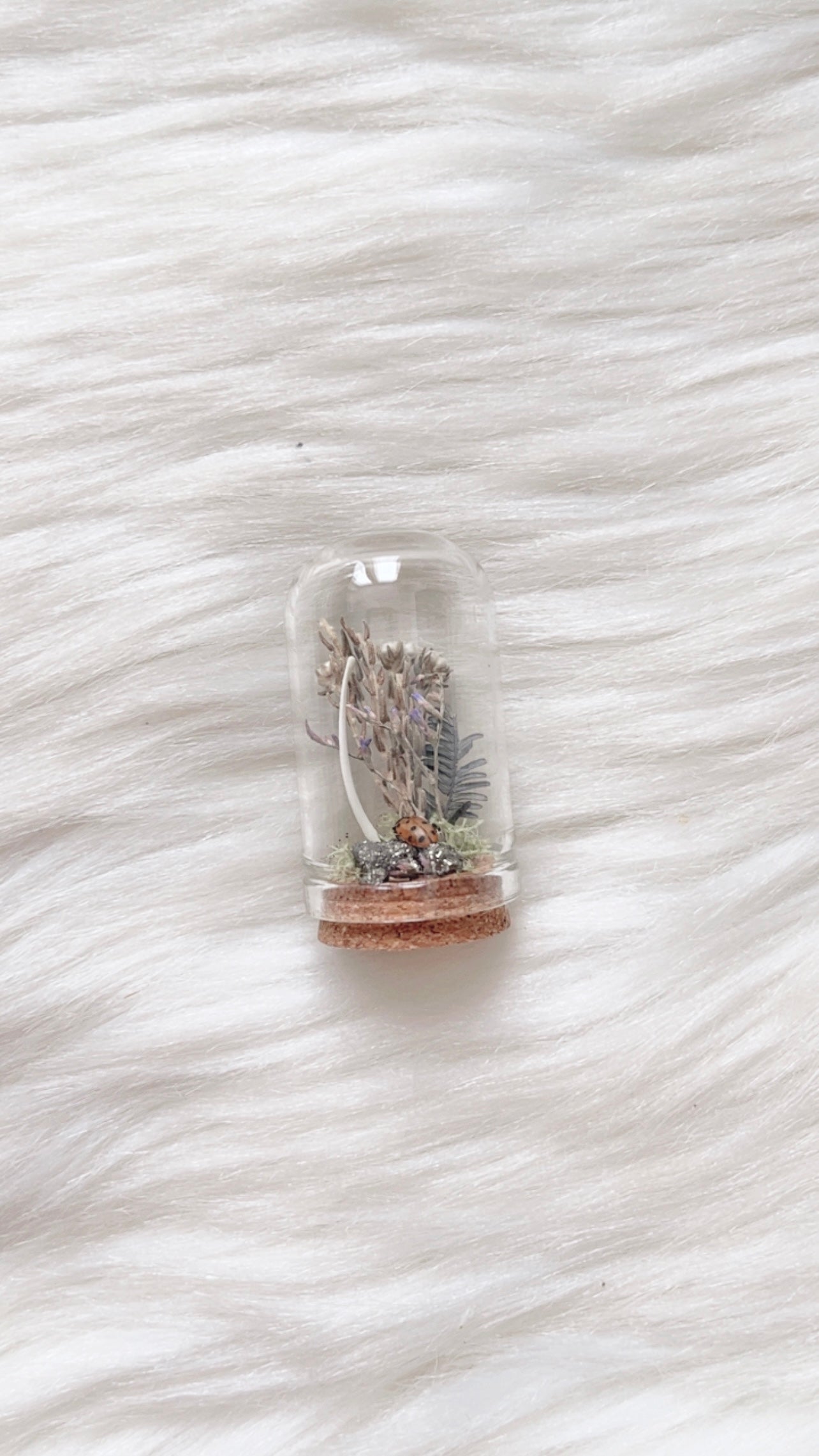 Aurora Terrarium