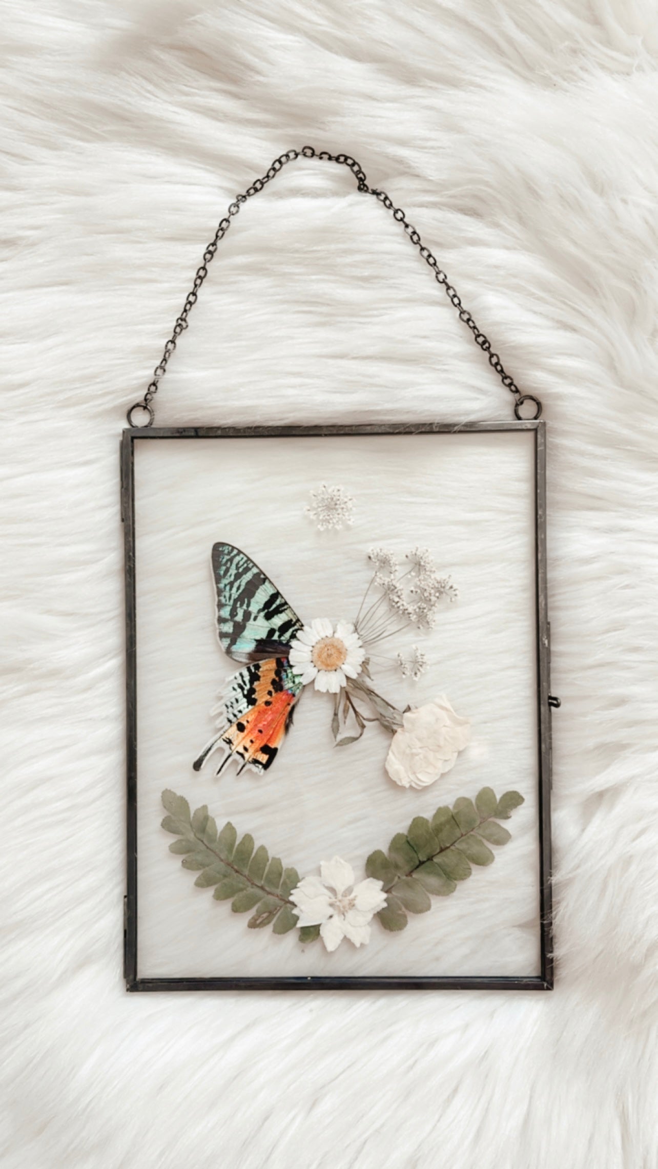 Bianca Sunset Moth Floral Frame