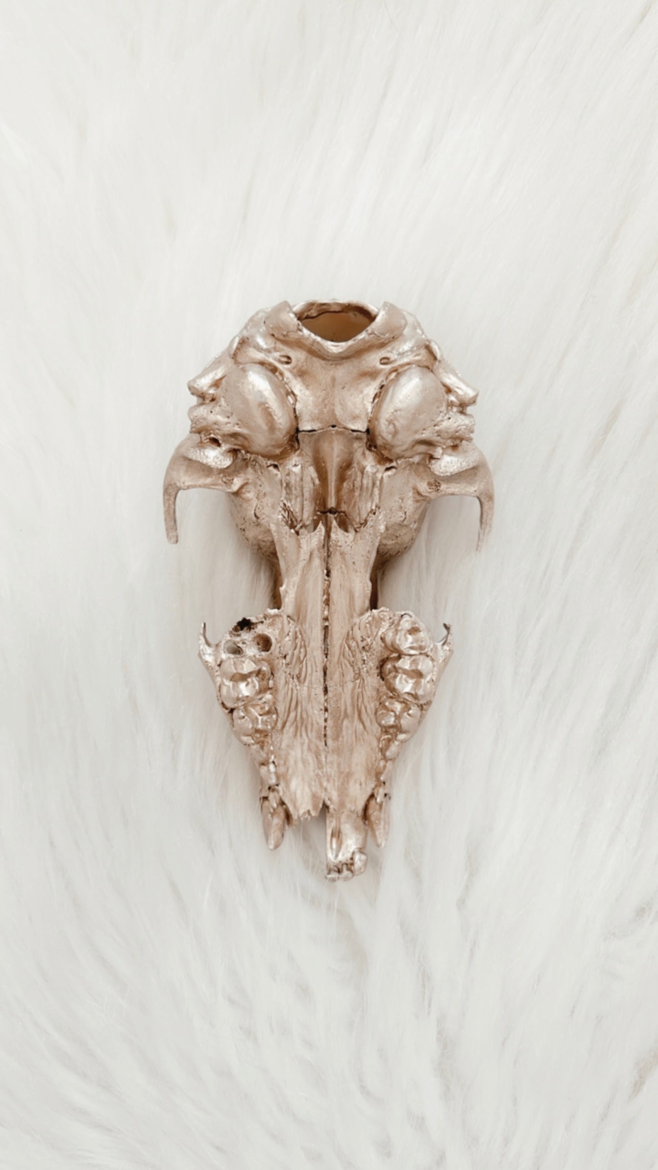 Caius Raccoon Skull