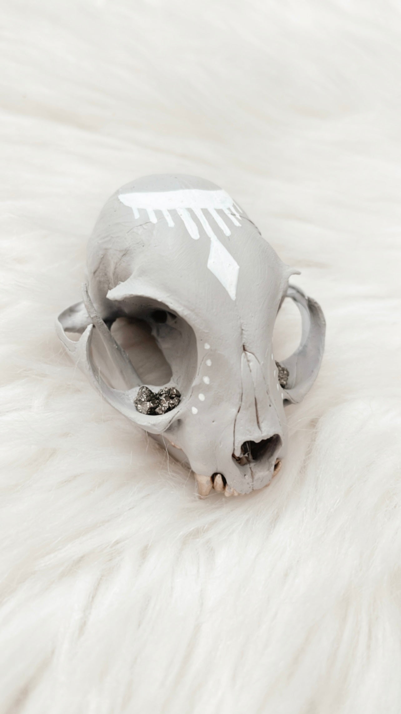 Caius Cat Skull