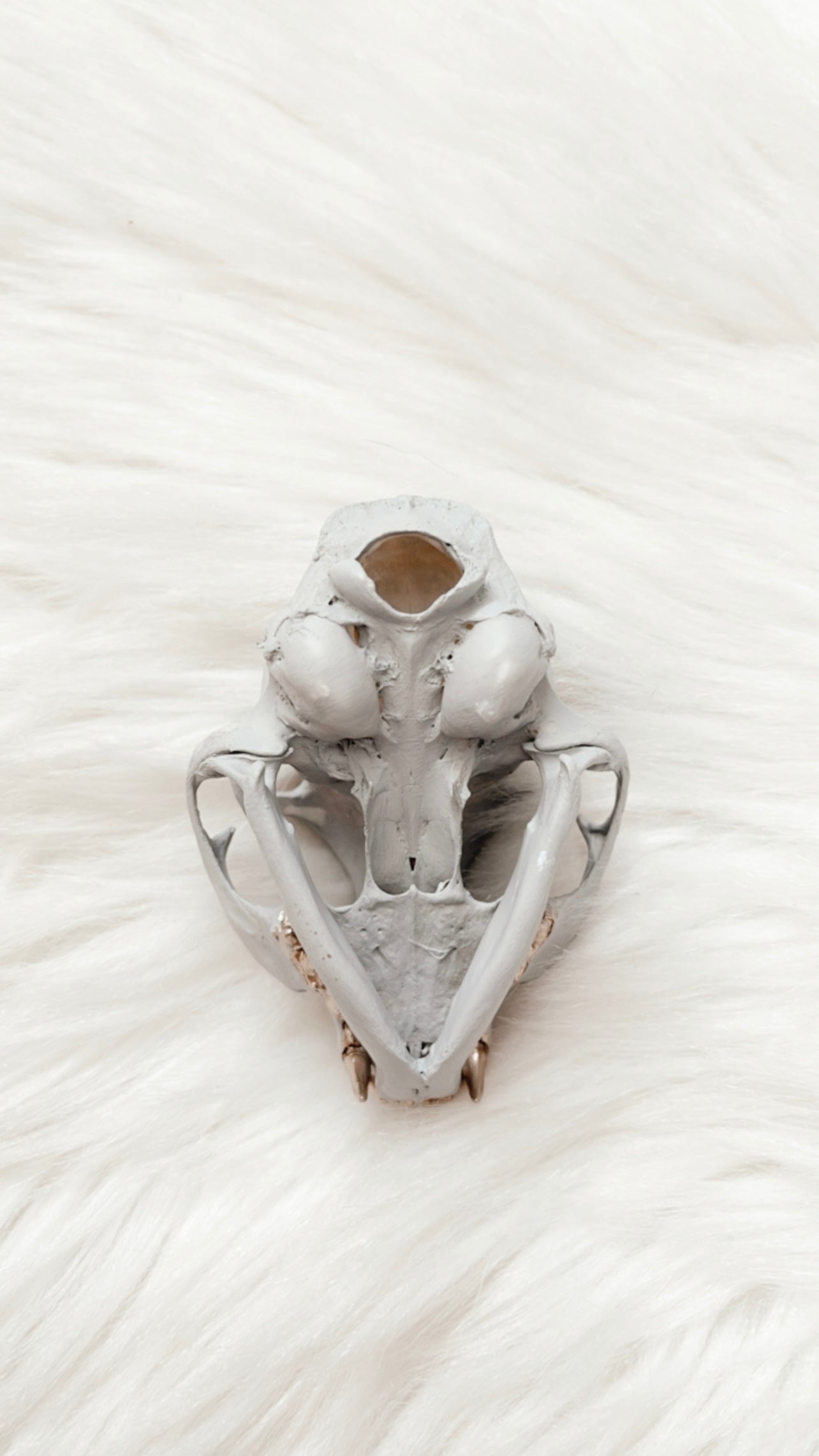 Caius Cat Skull