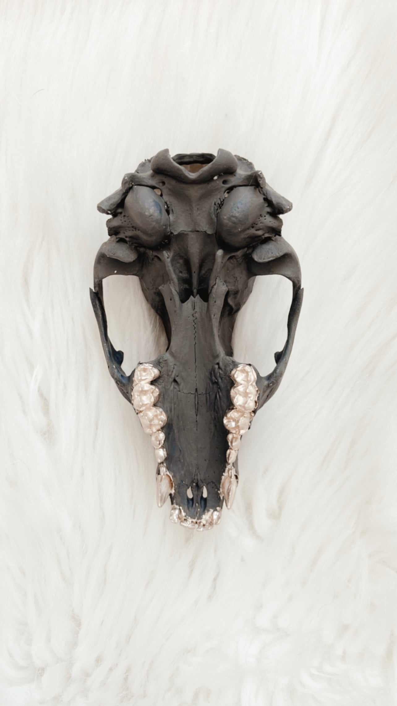 Carlisle Raccoon Skull