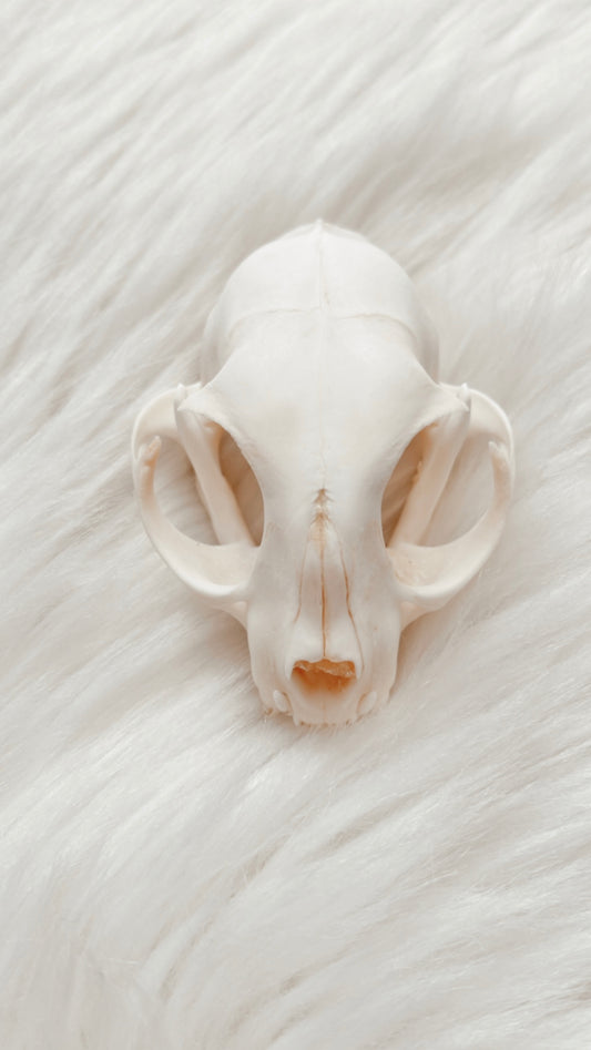 Cat Skull