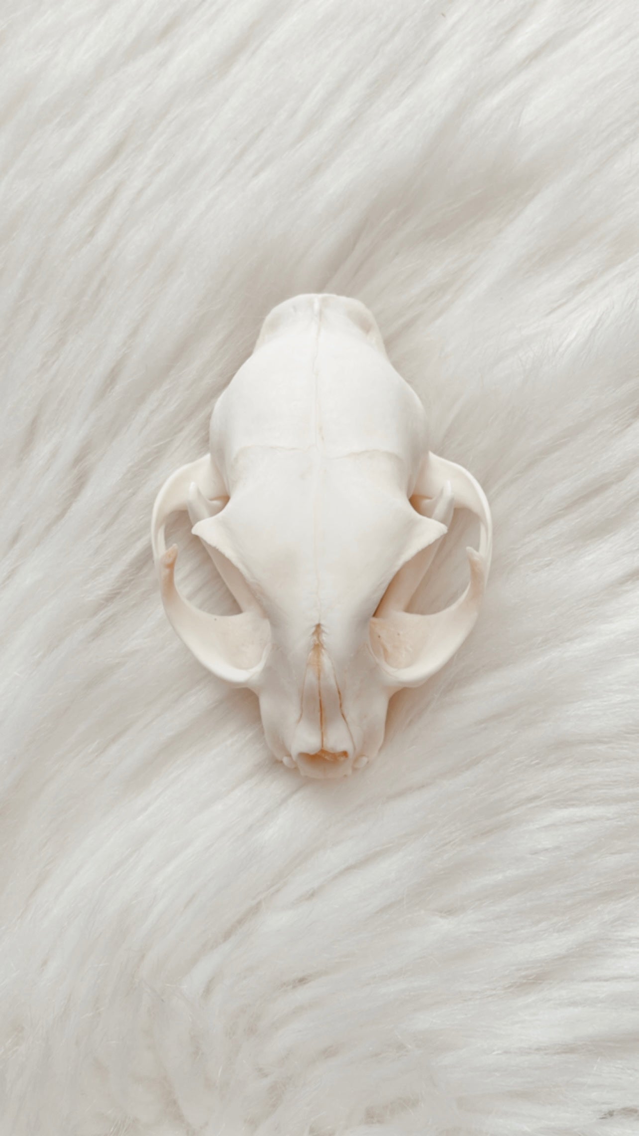 Cat Skull