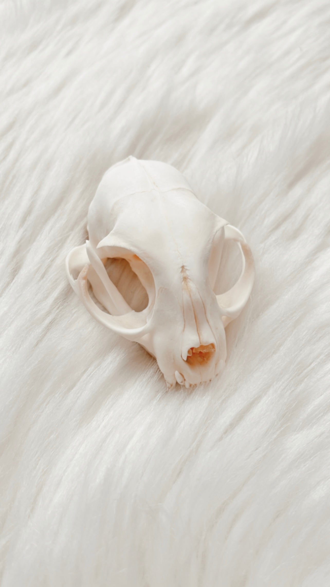 Cat Skull