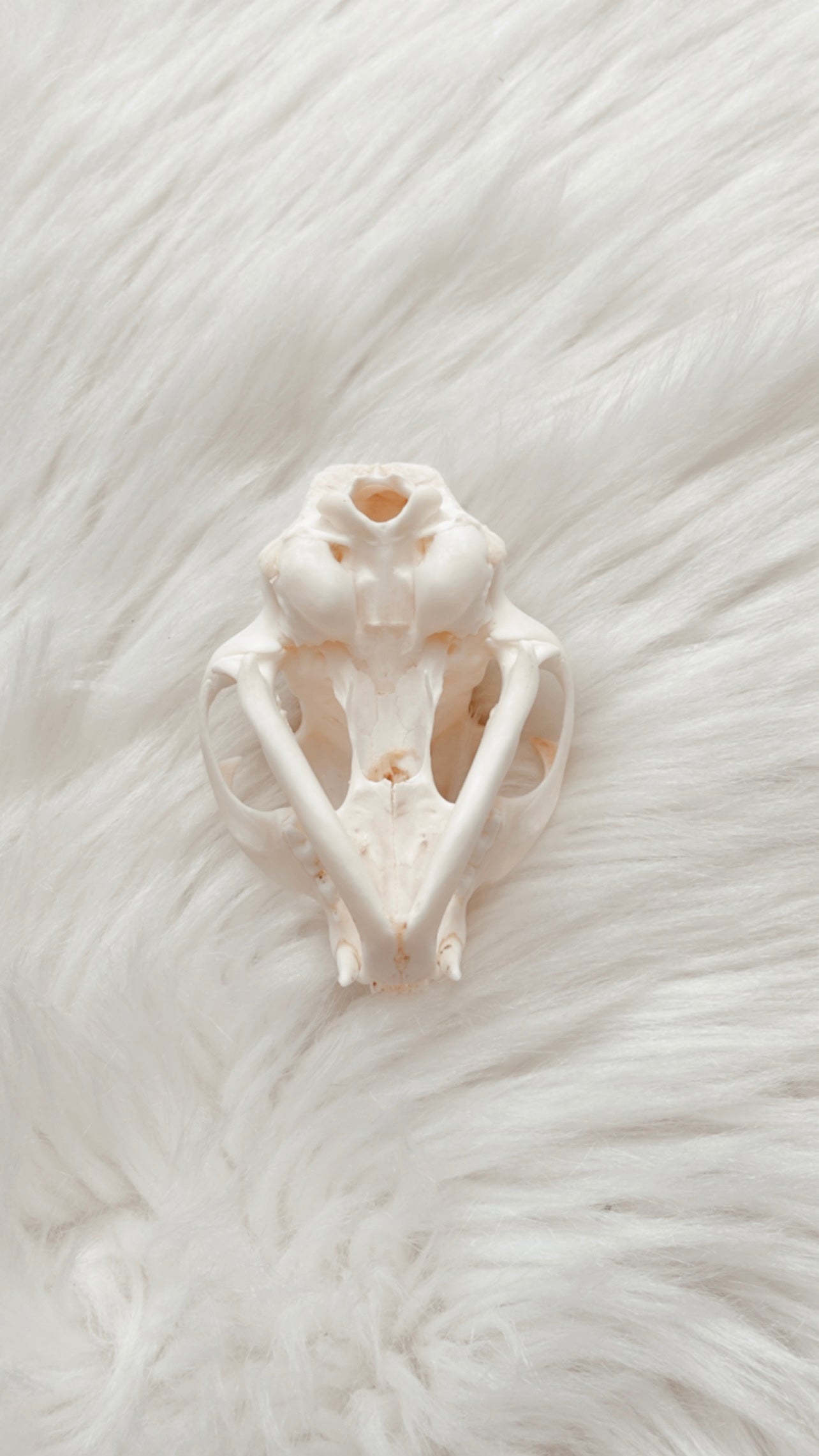 Cat Skull