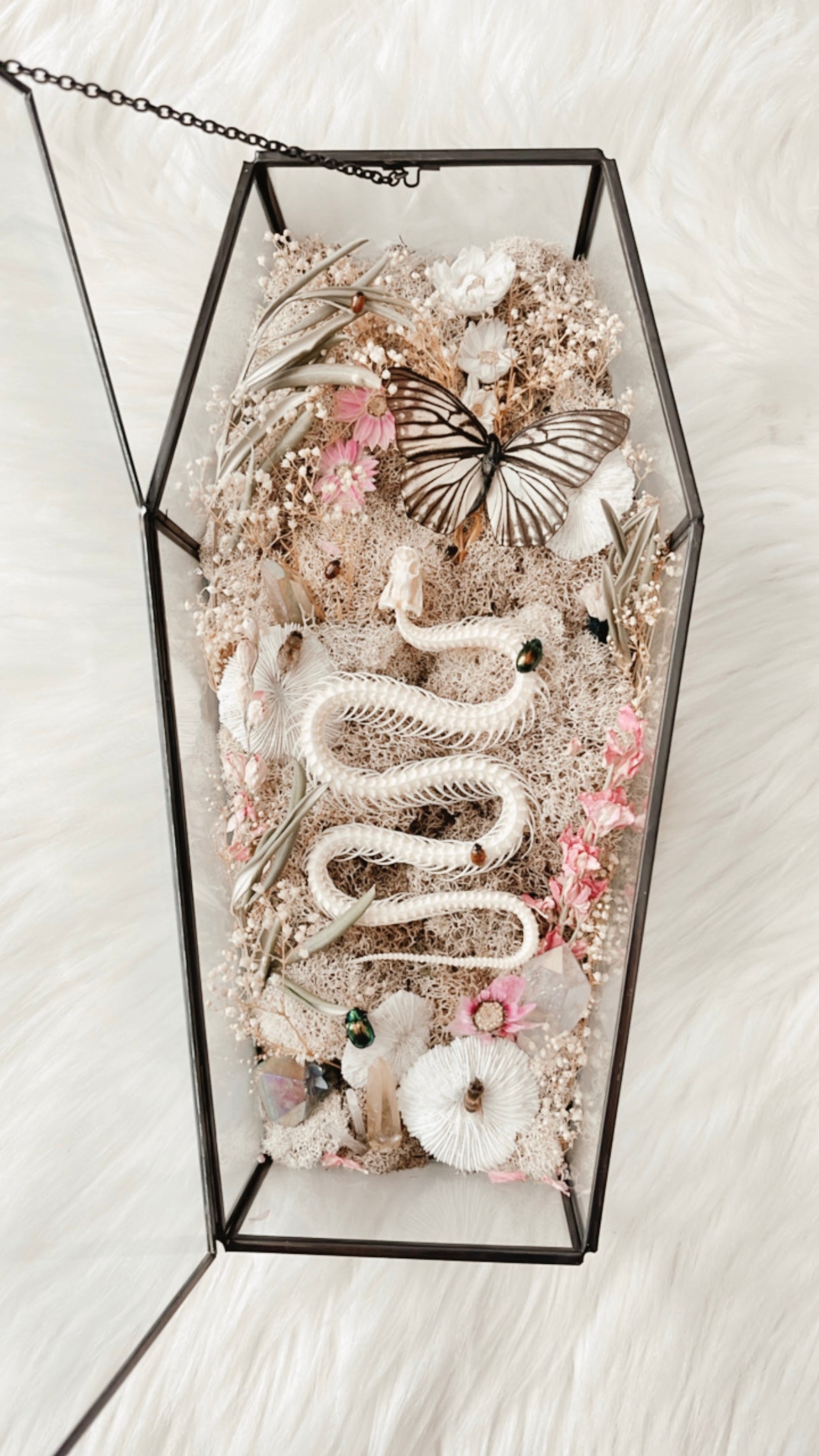 Cerella Snake Coffin Terrarium