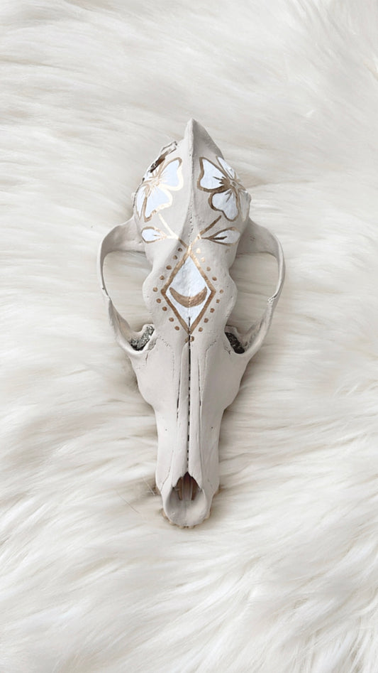 Cora Coyote Skull