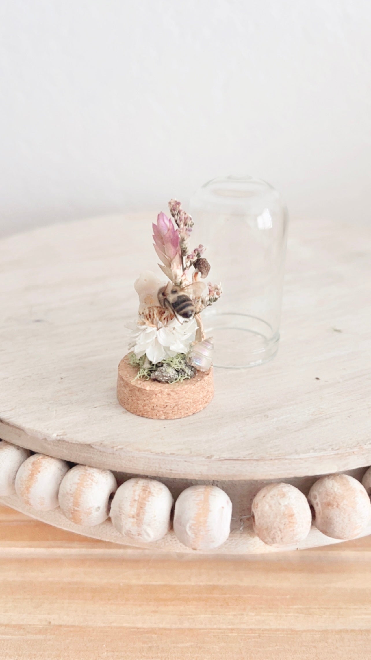 Cordelia Mini Terrarium