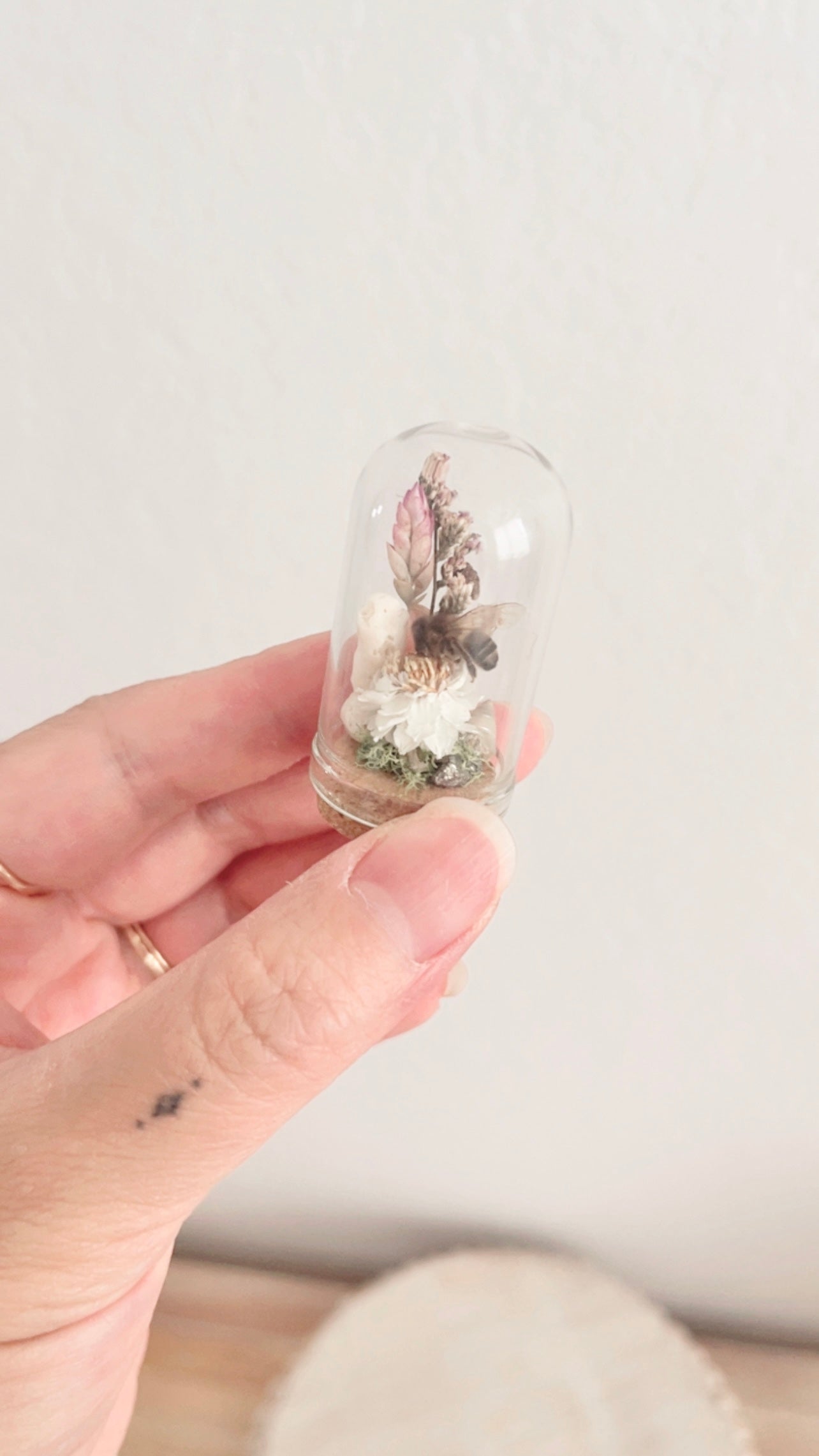 Cordelia Mini Terrarium