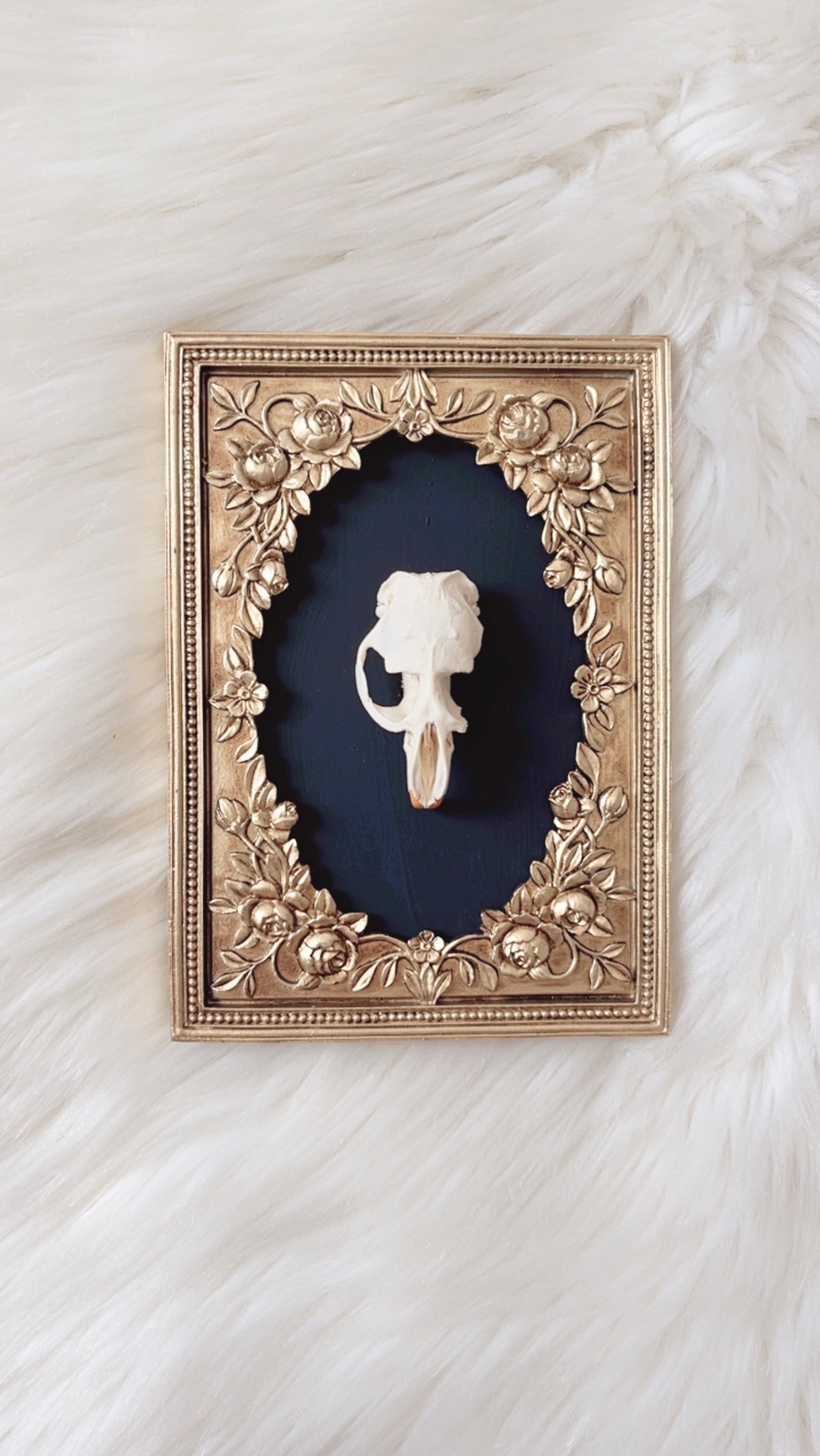 Cordelia Oddities Frame <Muskrat Skull>