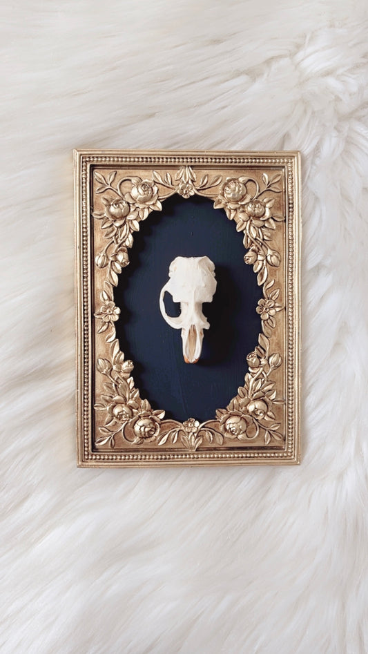 Cordelia Oddities Frame <Muskrat Skull>