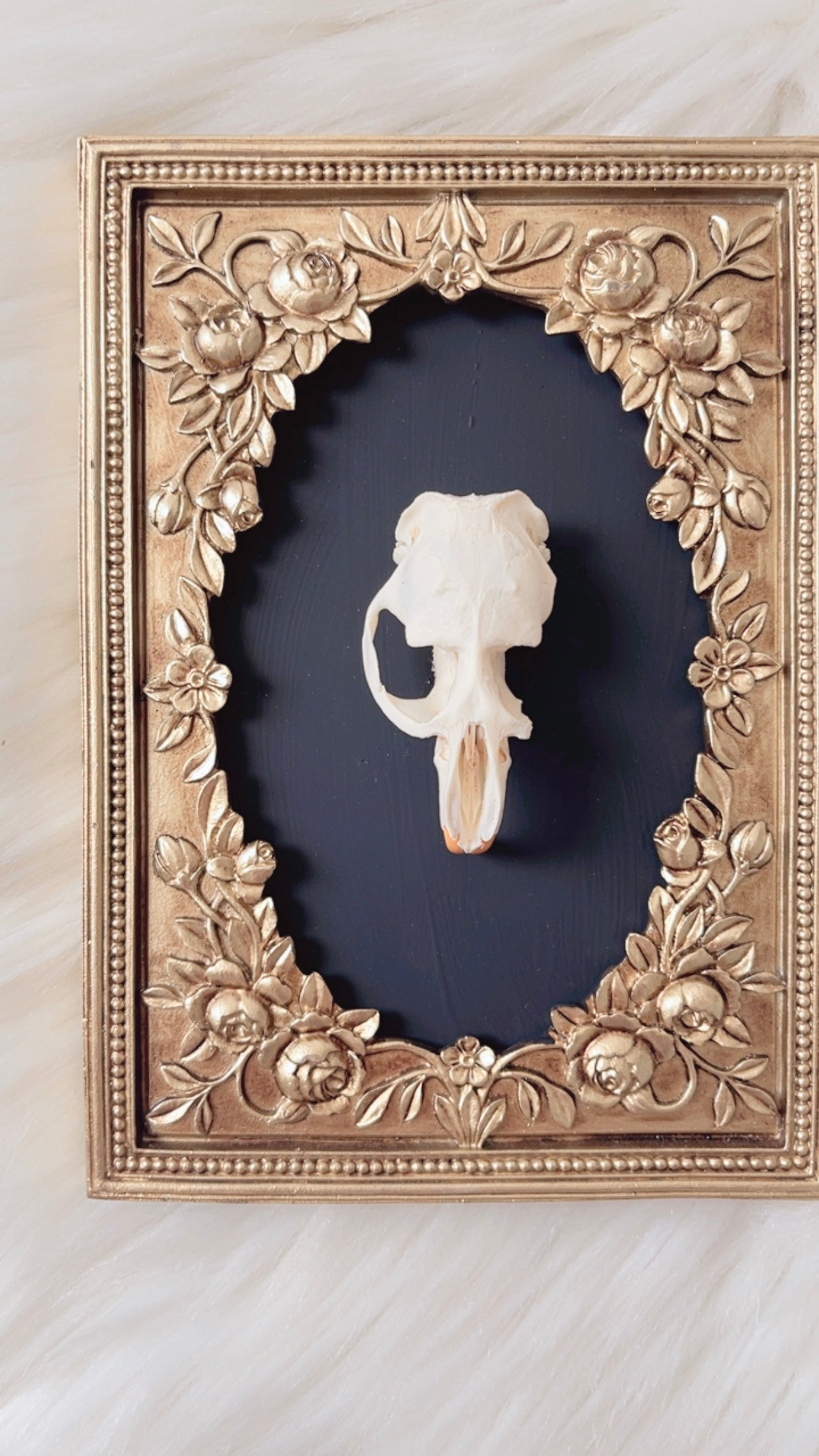 Cordelia Oddities Frame <Muskrat Skull>
