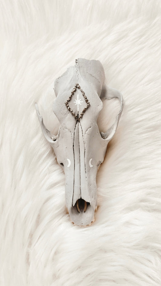 Cullen Coyote Skull