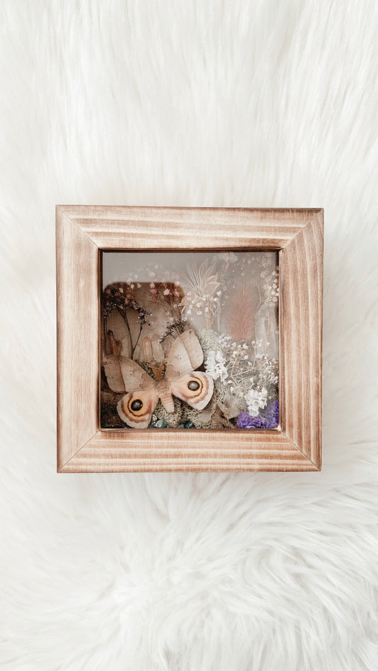 Daisy Moth Floral Shadowbox