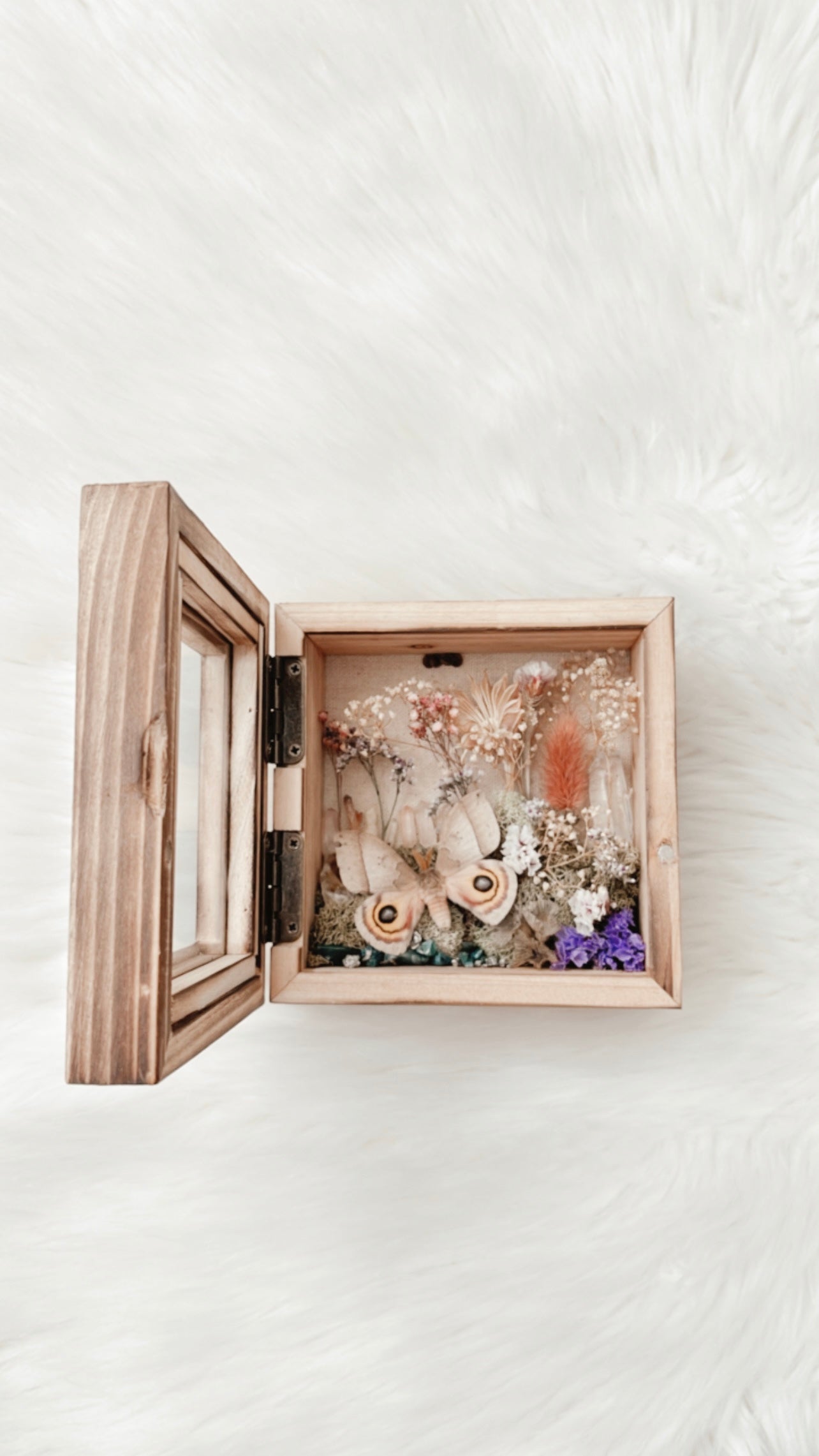 Daisy Moth Floral Shadowbox