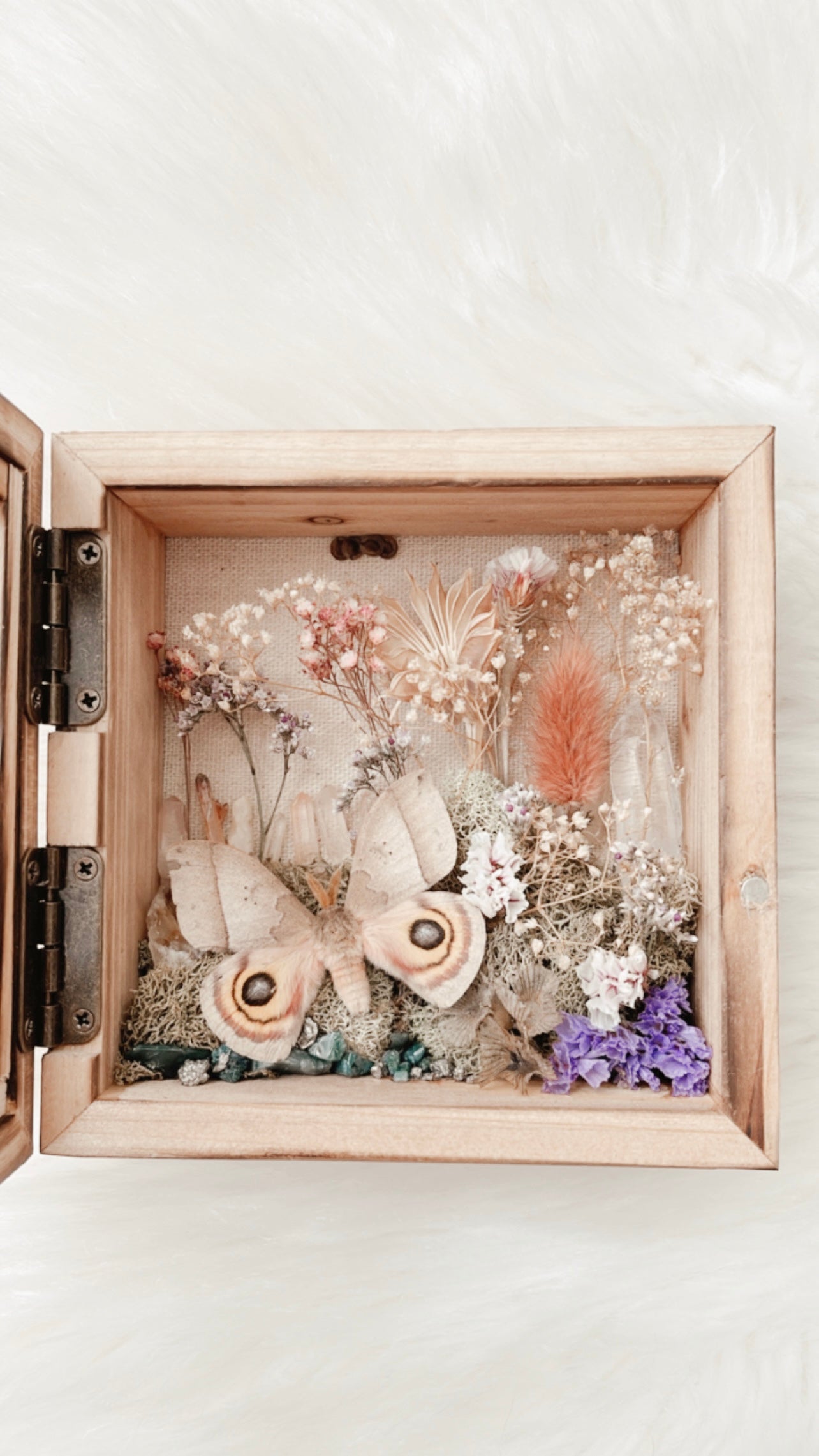 Daisy Moth Floral Shadowbox