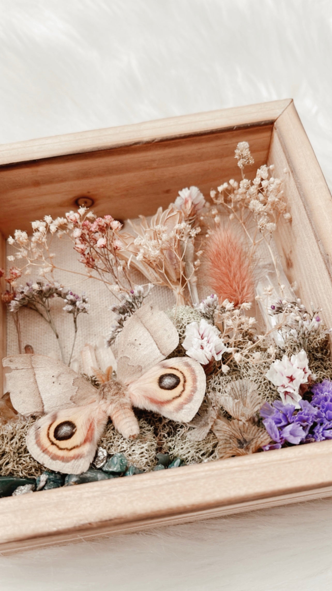 Daisy Moth Floral Shadowbox