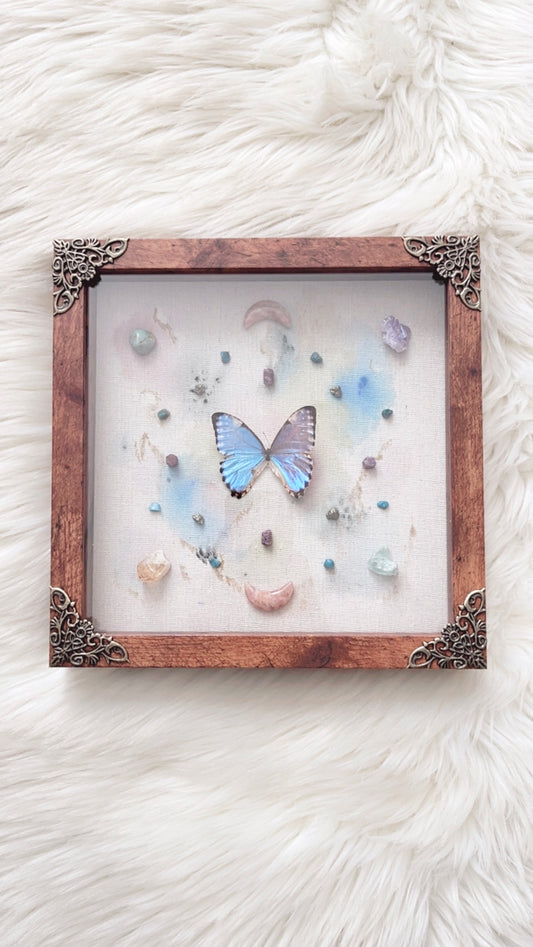 Daphne Butterfly Shadowbox