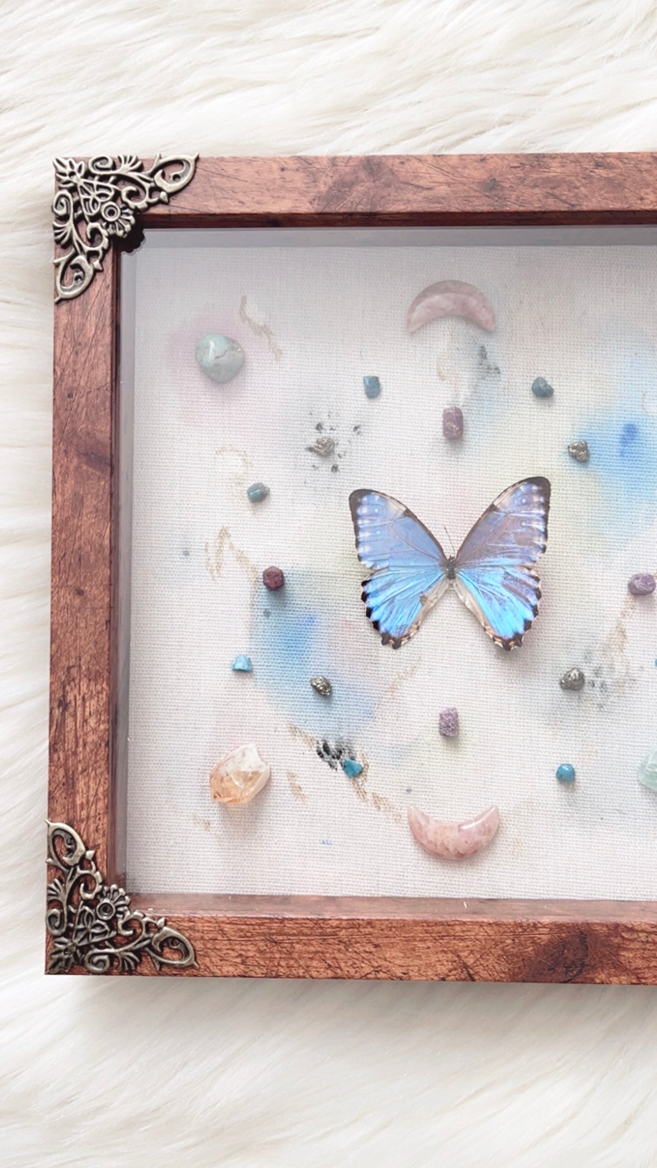 Daphne Butterfly Shadowbox