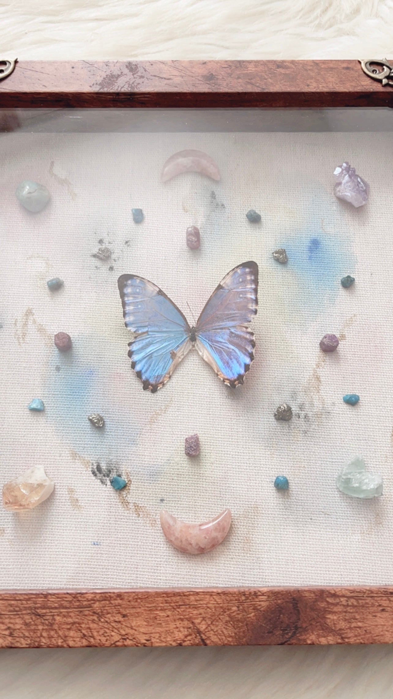 Daphne Butterfly Shadowbox
