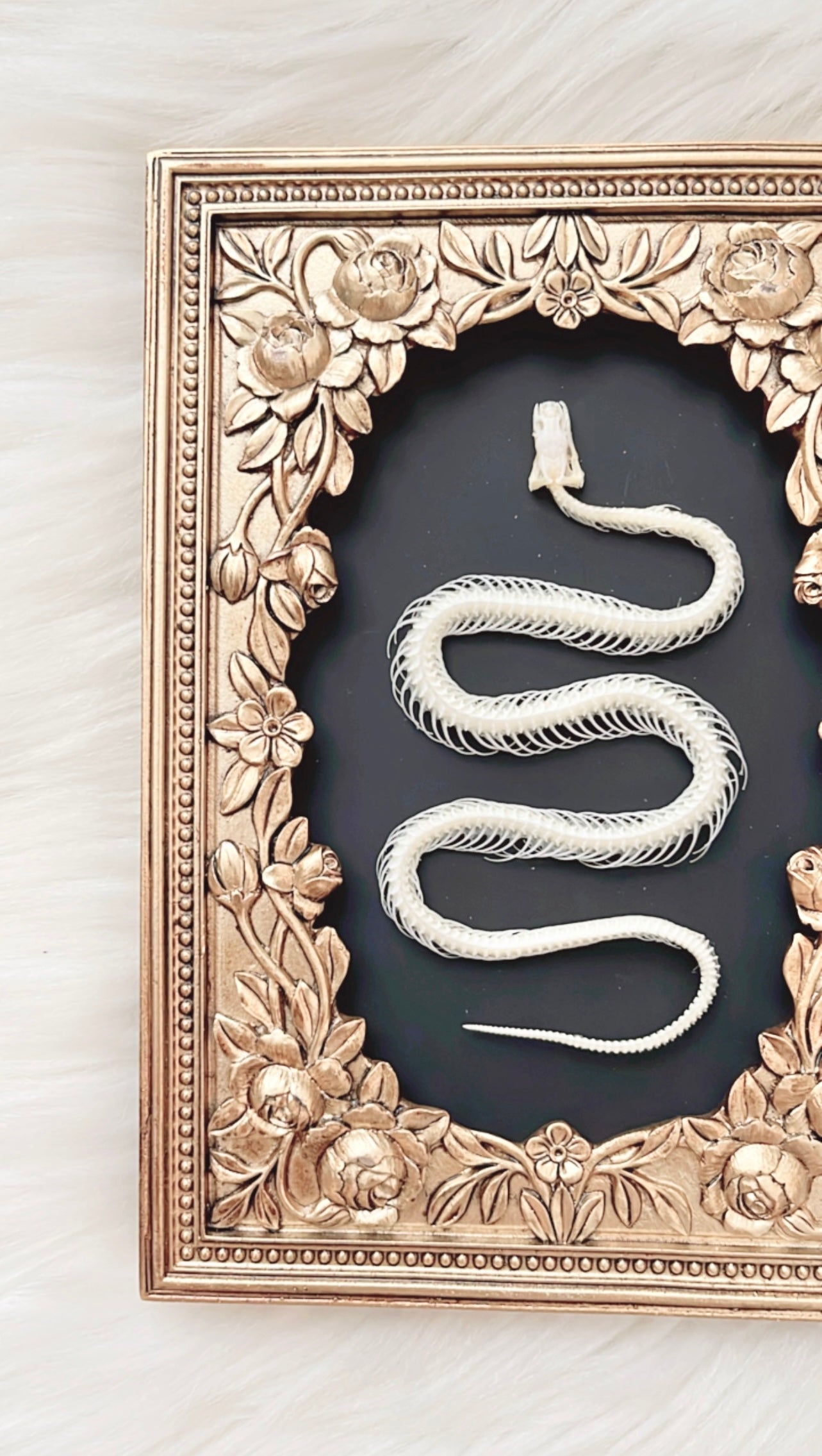 Daphne Snake Skelly Frame