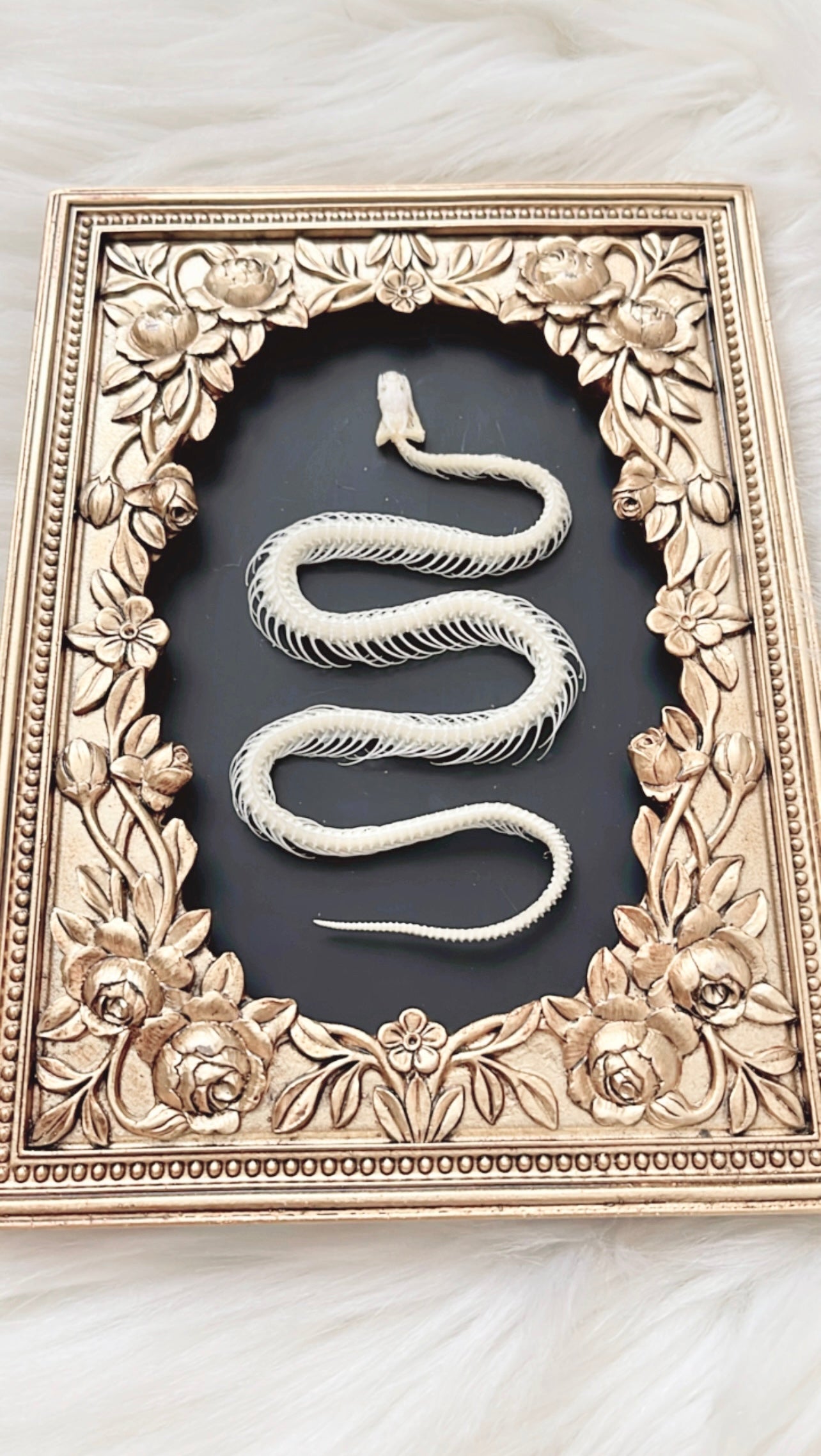 Daphne Snake Skelly Frame