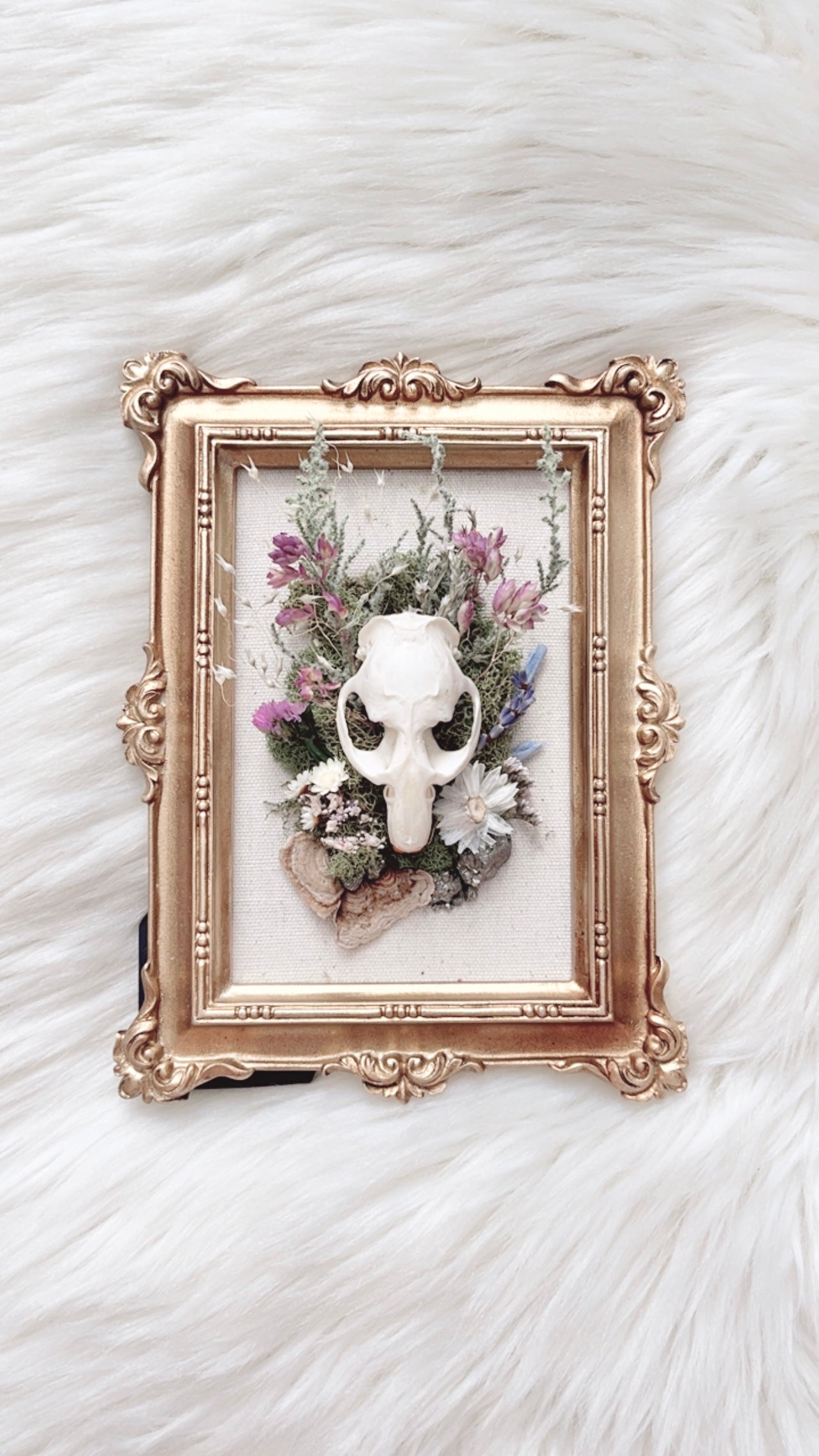Darcy Oddities Frame <Muskrat Skull>