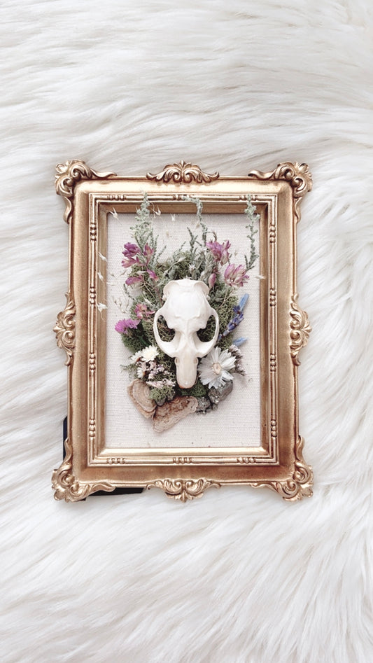 Darcy Oddities Frame <Muskrat Skull>