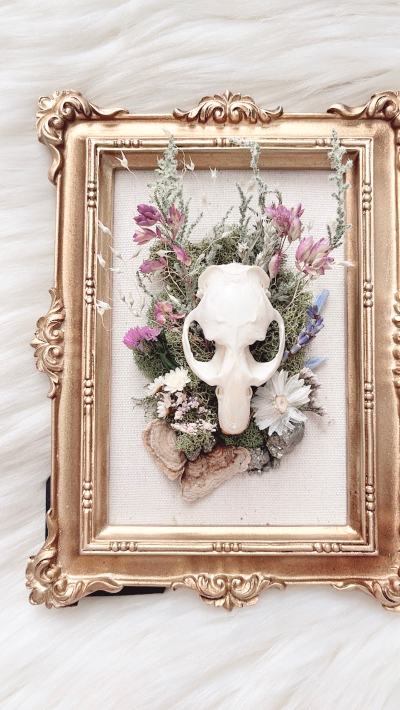Darcy Oddities Frame <Muskrat Skull>