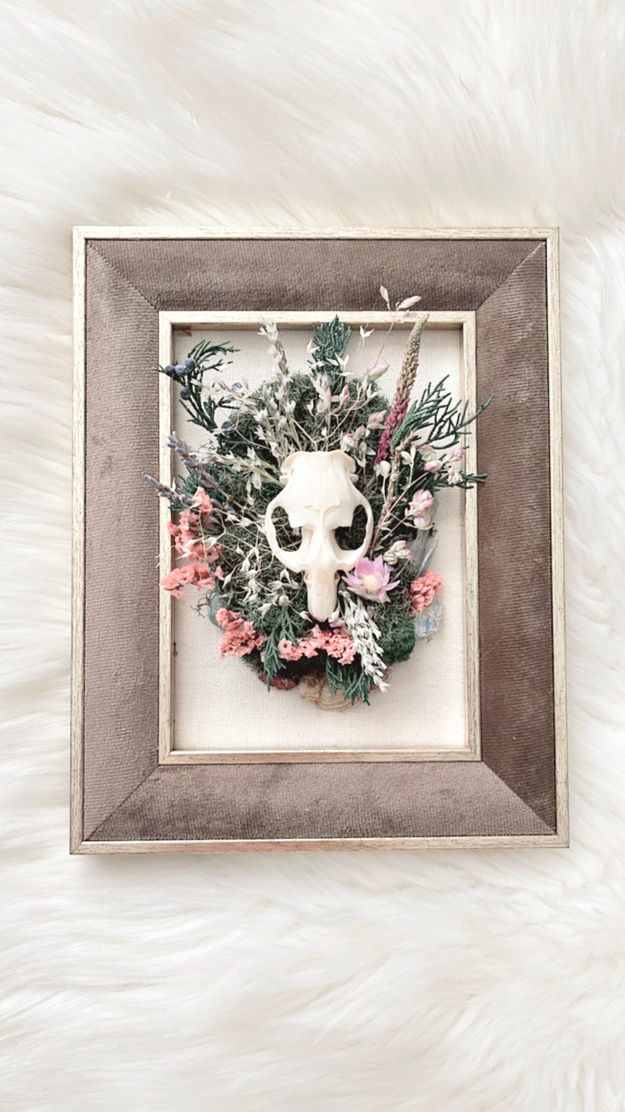 Delphine Oddities Frame <Muskrat Skull>