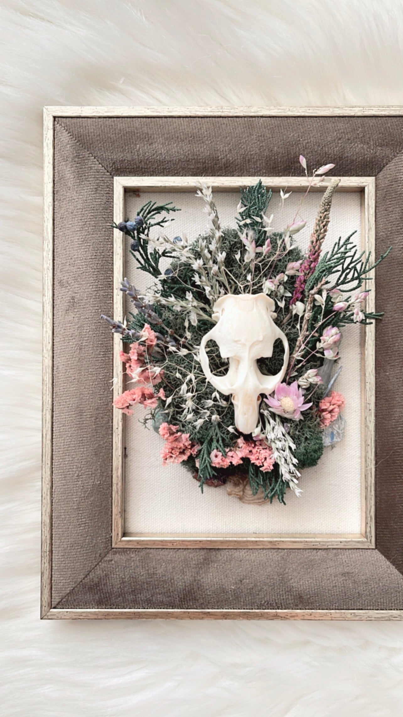 Delphine Oddities Frame <Muskrat Skull>