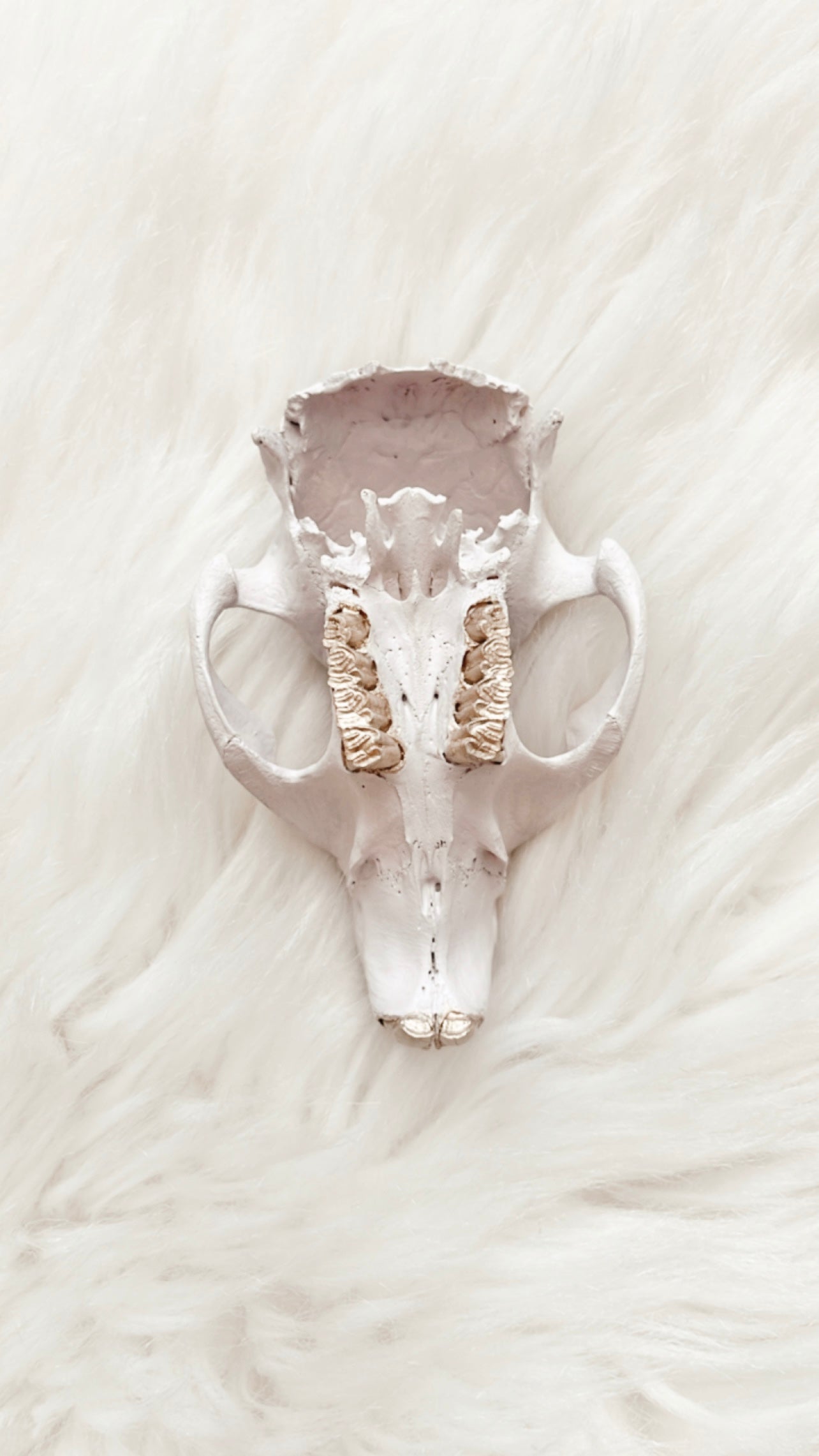 Eleanor Beaver Skull