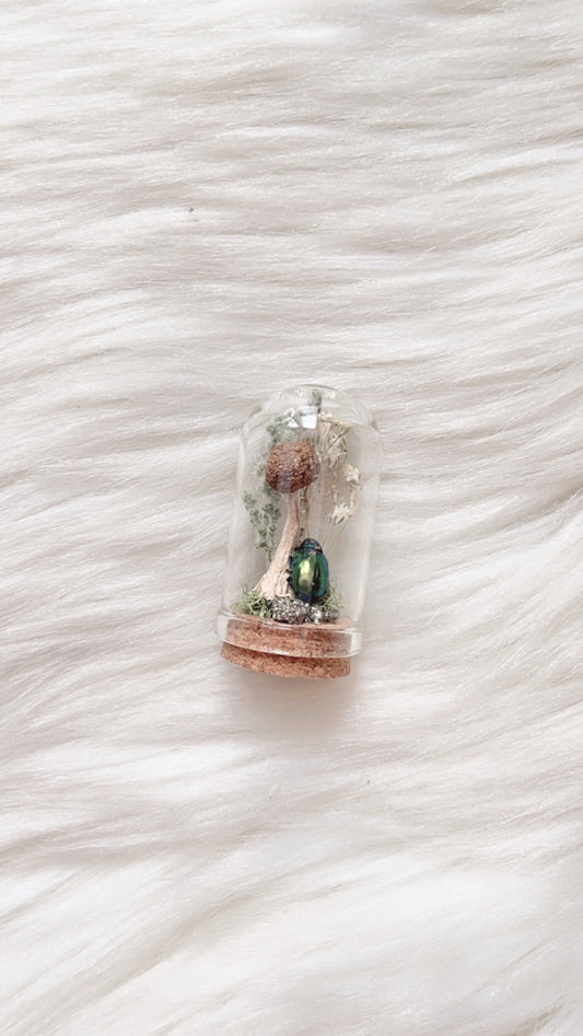 Eva Terrarium