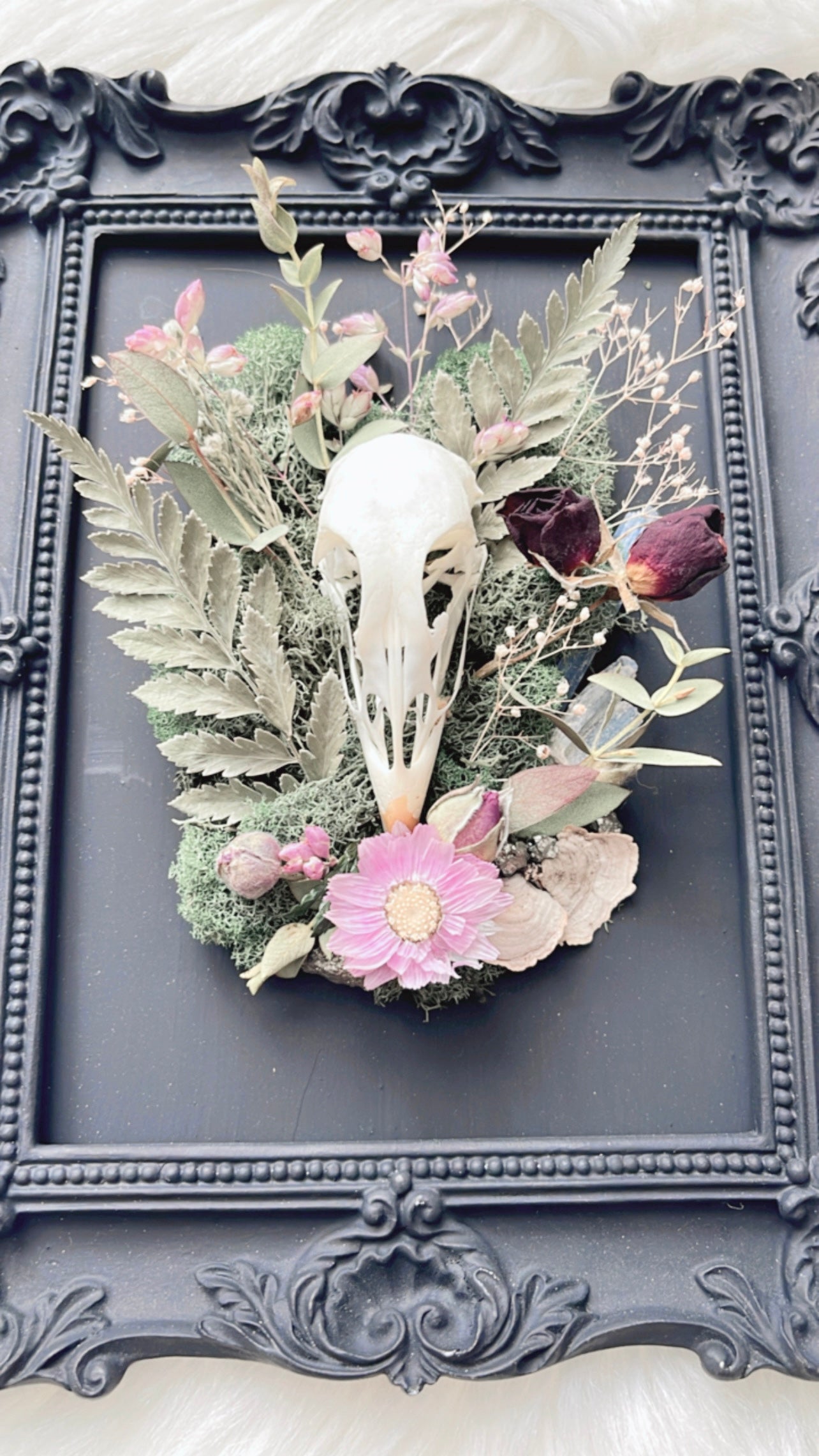 Evelina Oddities Frame <Grouse Skull>