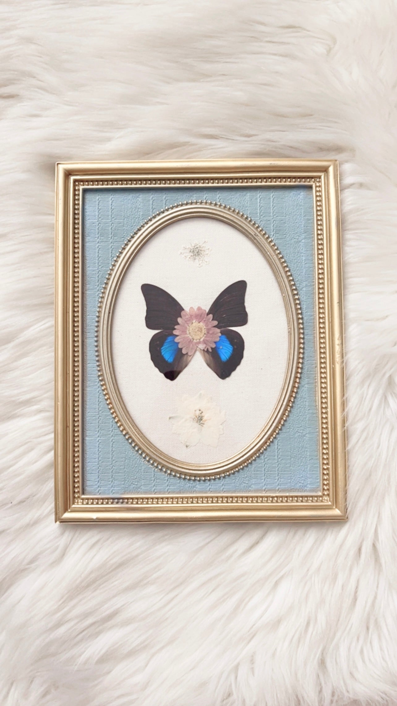 Evereigh Butterfly Ornate Frame <7.75x9.75in>