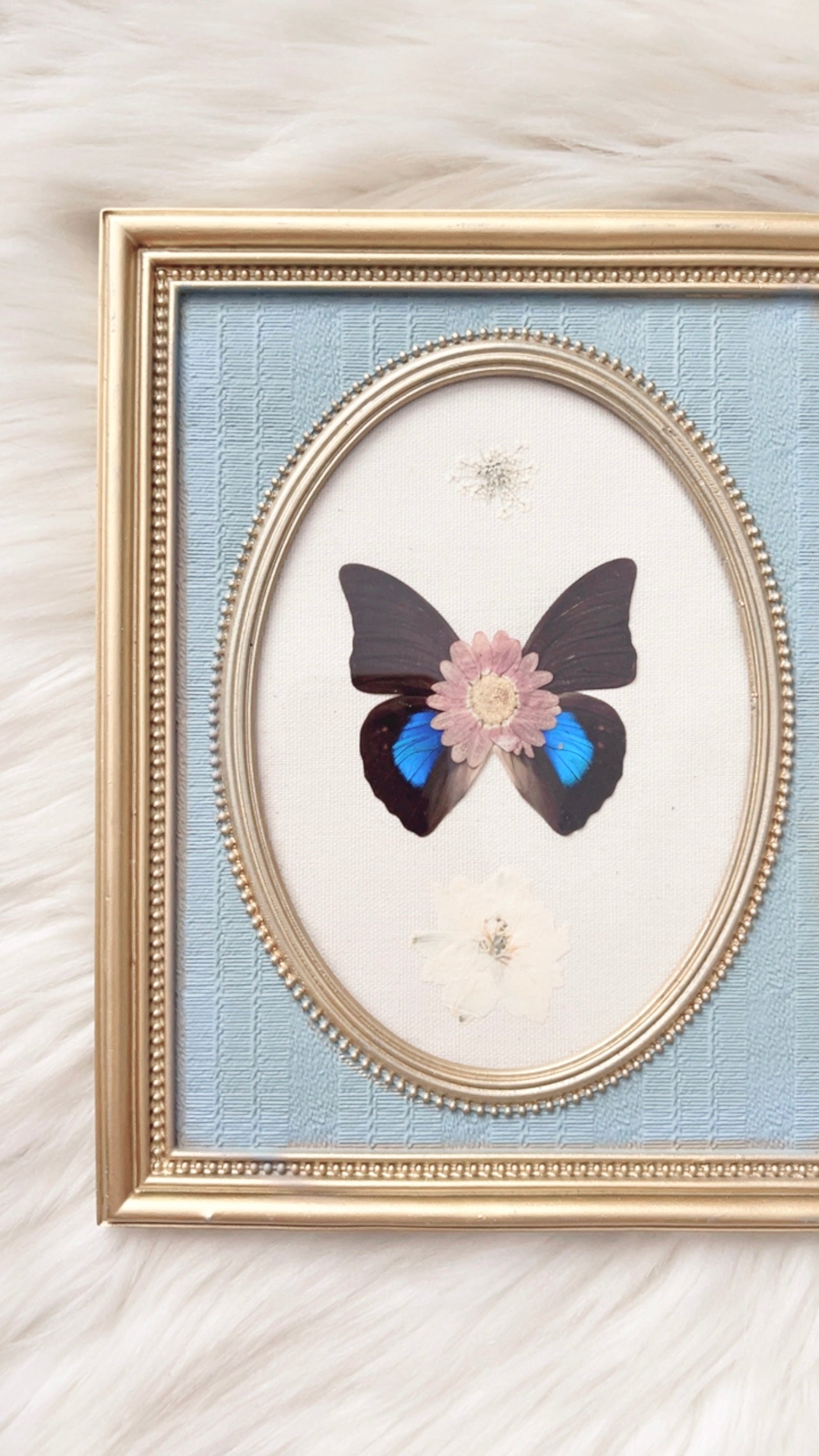 Evereigh Butterfly Ornate Frame <7.75x9.75in>
