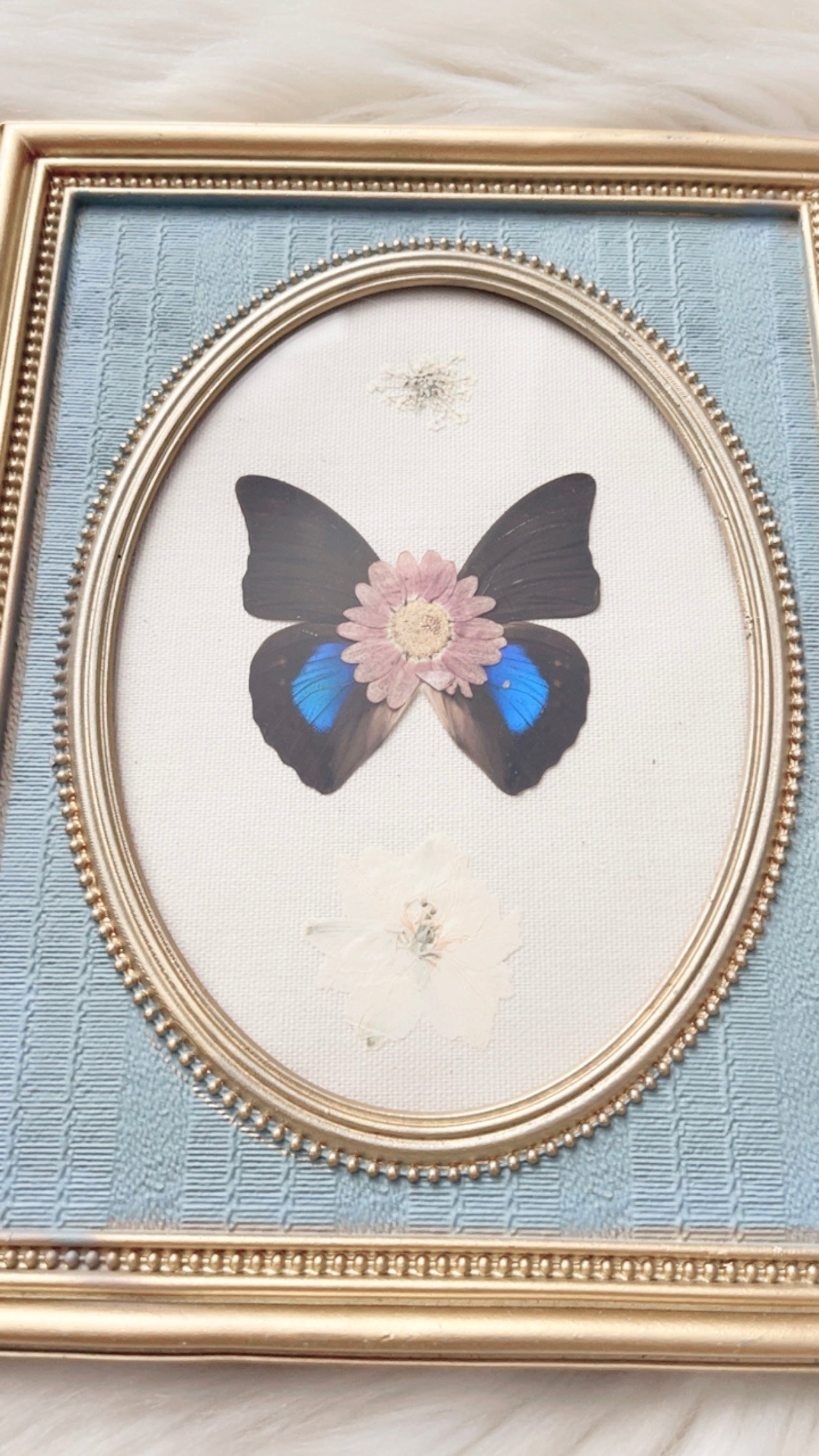 Evereigh Butterfly Ornate Frame <7.75x9.75in>