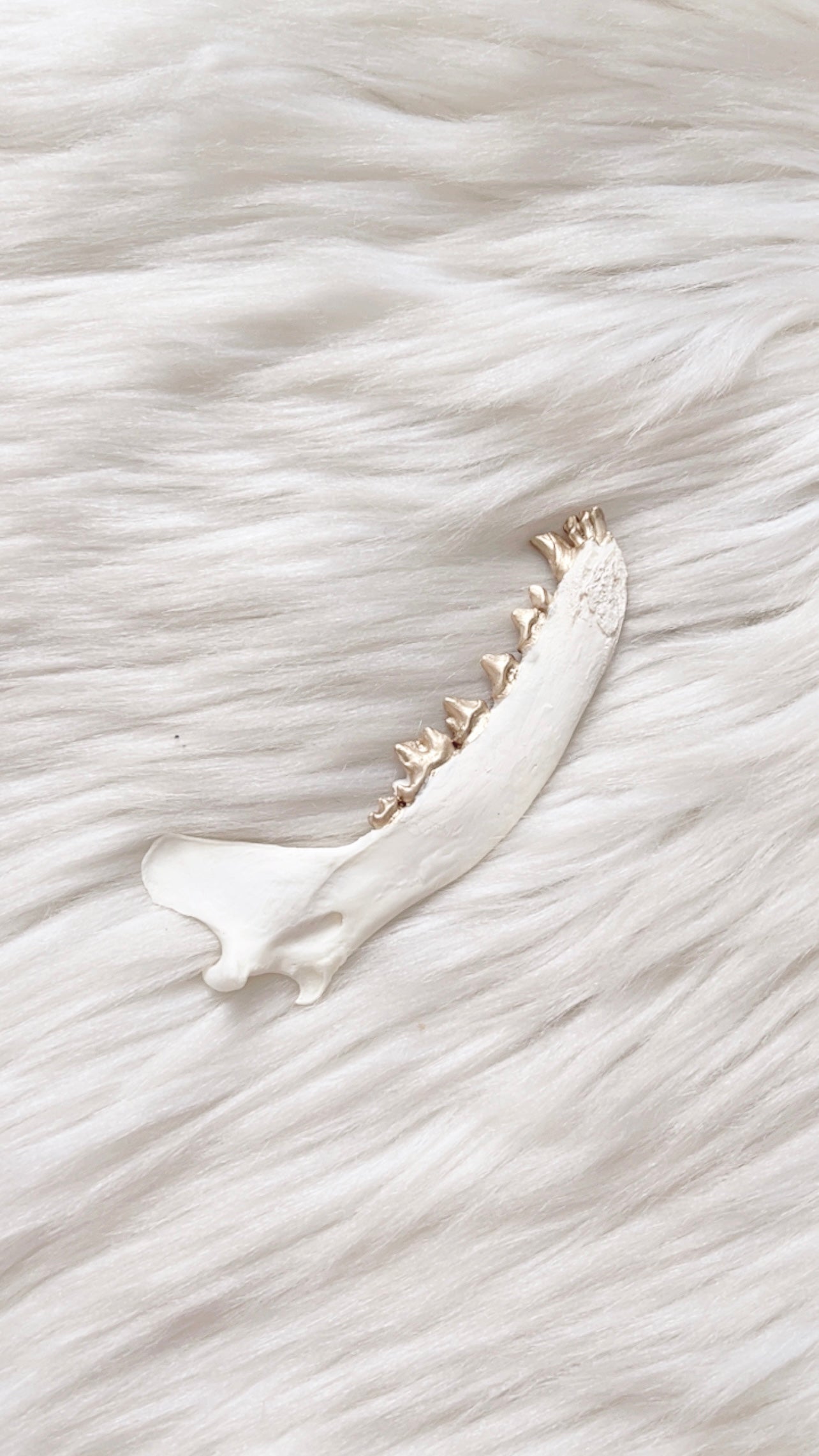 White Fox Jaw