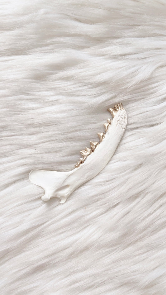 White Fox Jaw