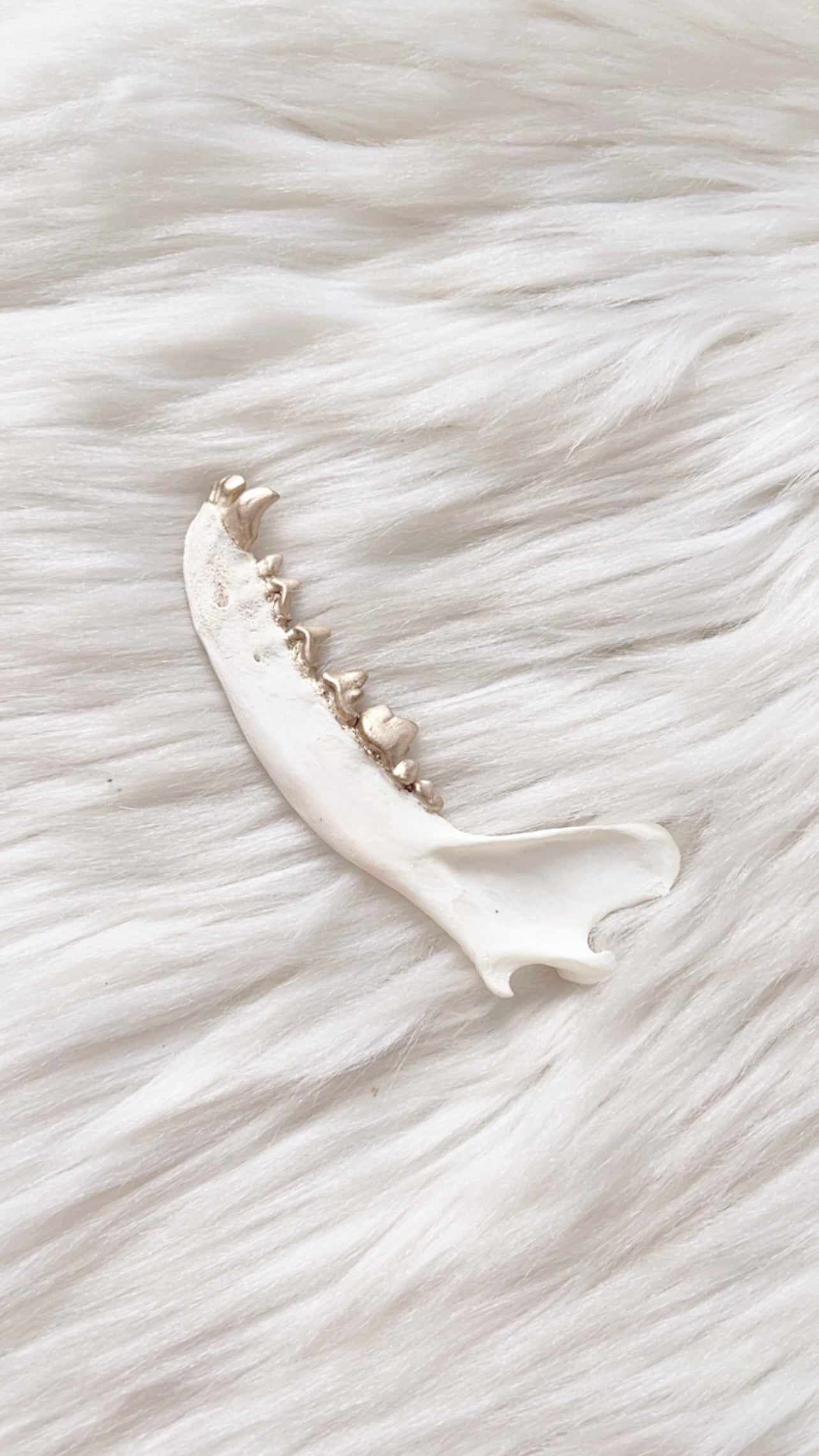 White Fox Jaw
