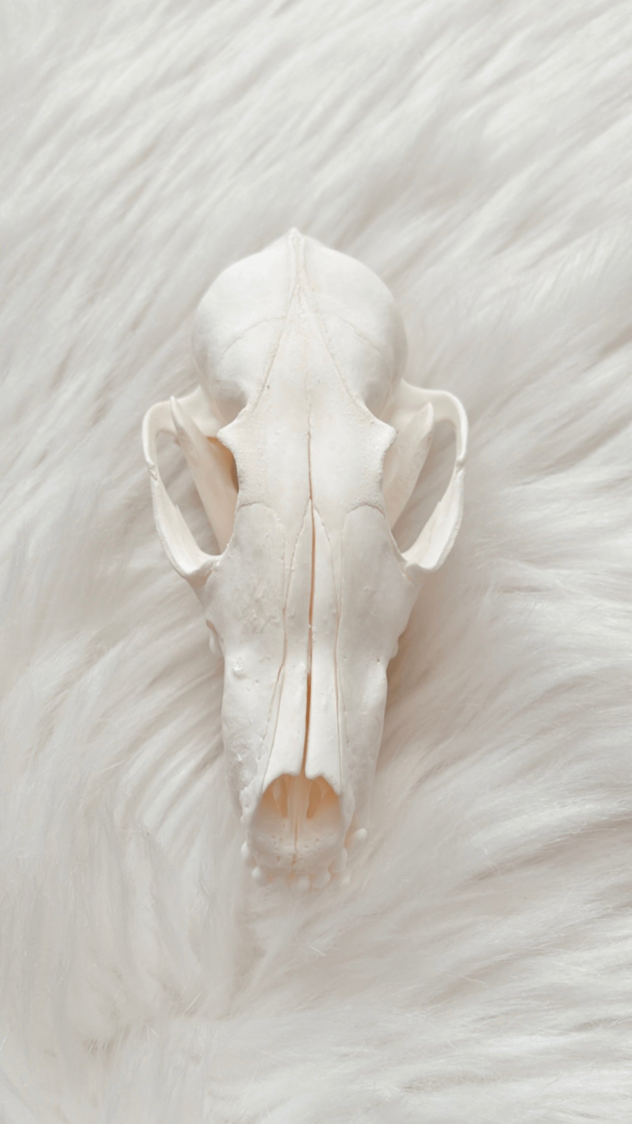 Fox Skull