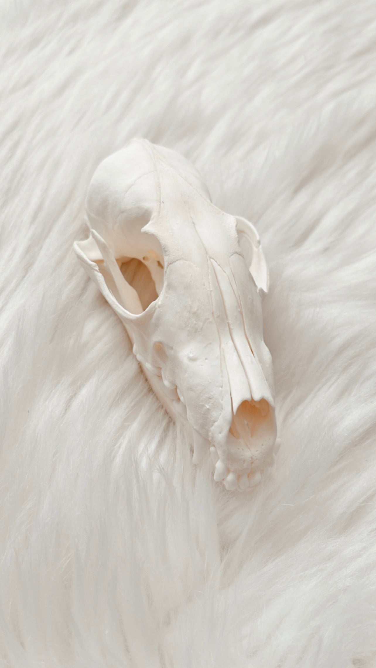 Fox Skull