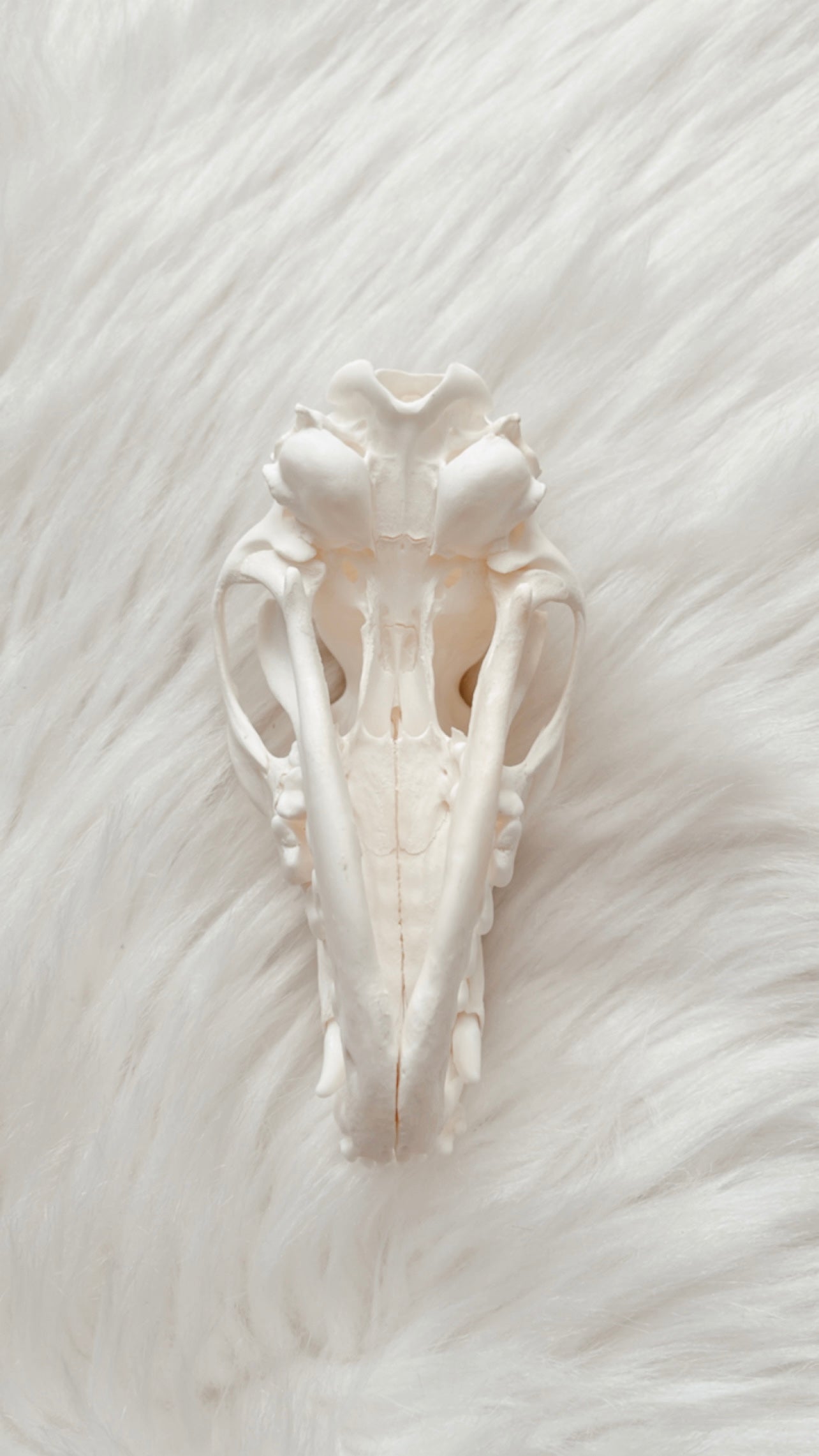 Fox Skull