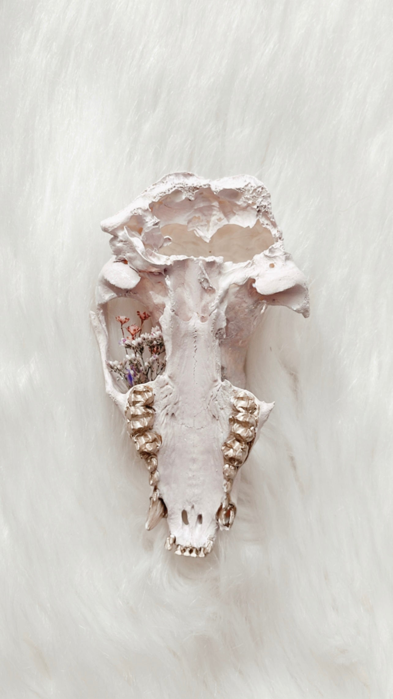 Freya Raccoon Skull