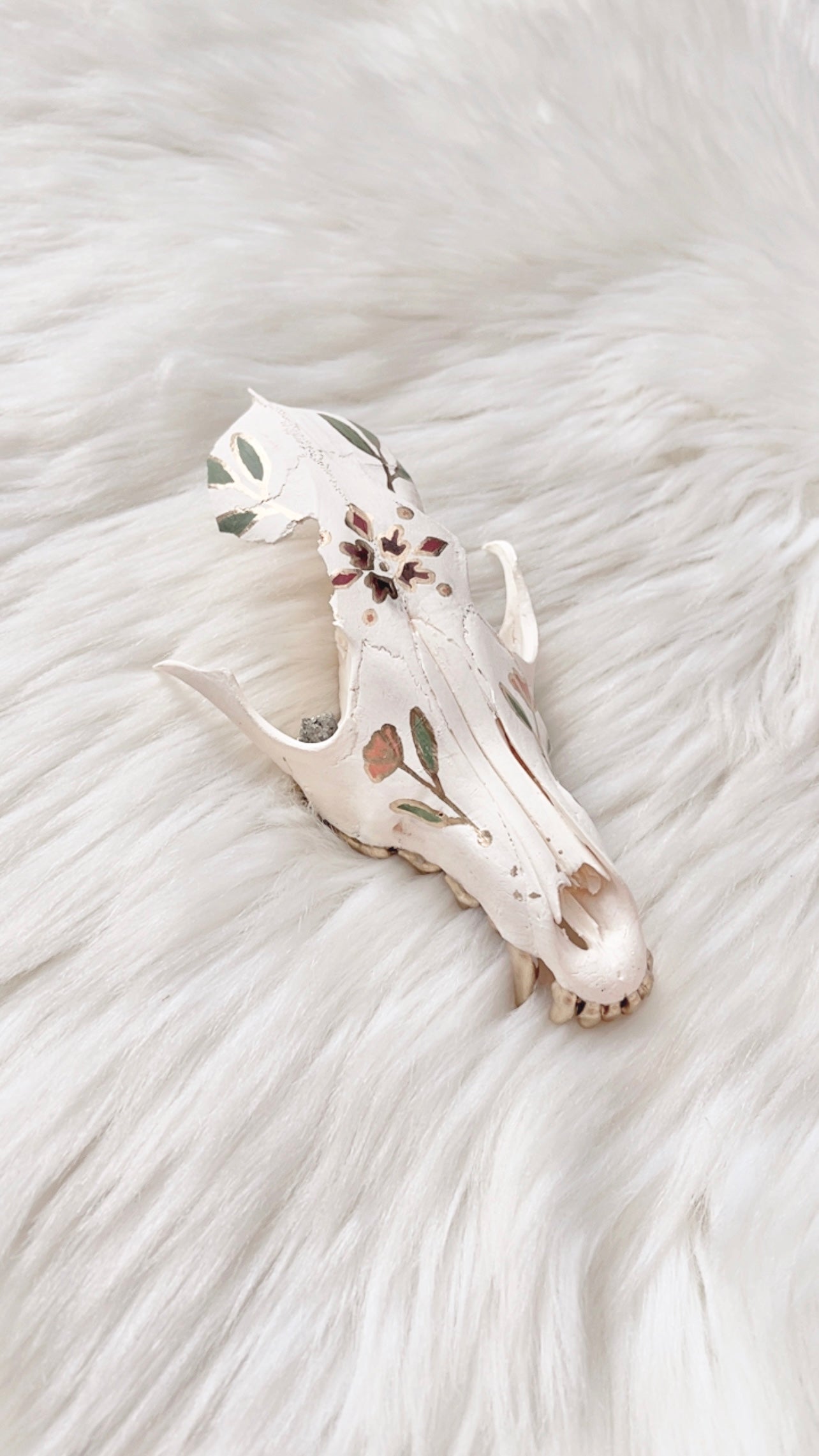 Gillian Coyote Skull