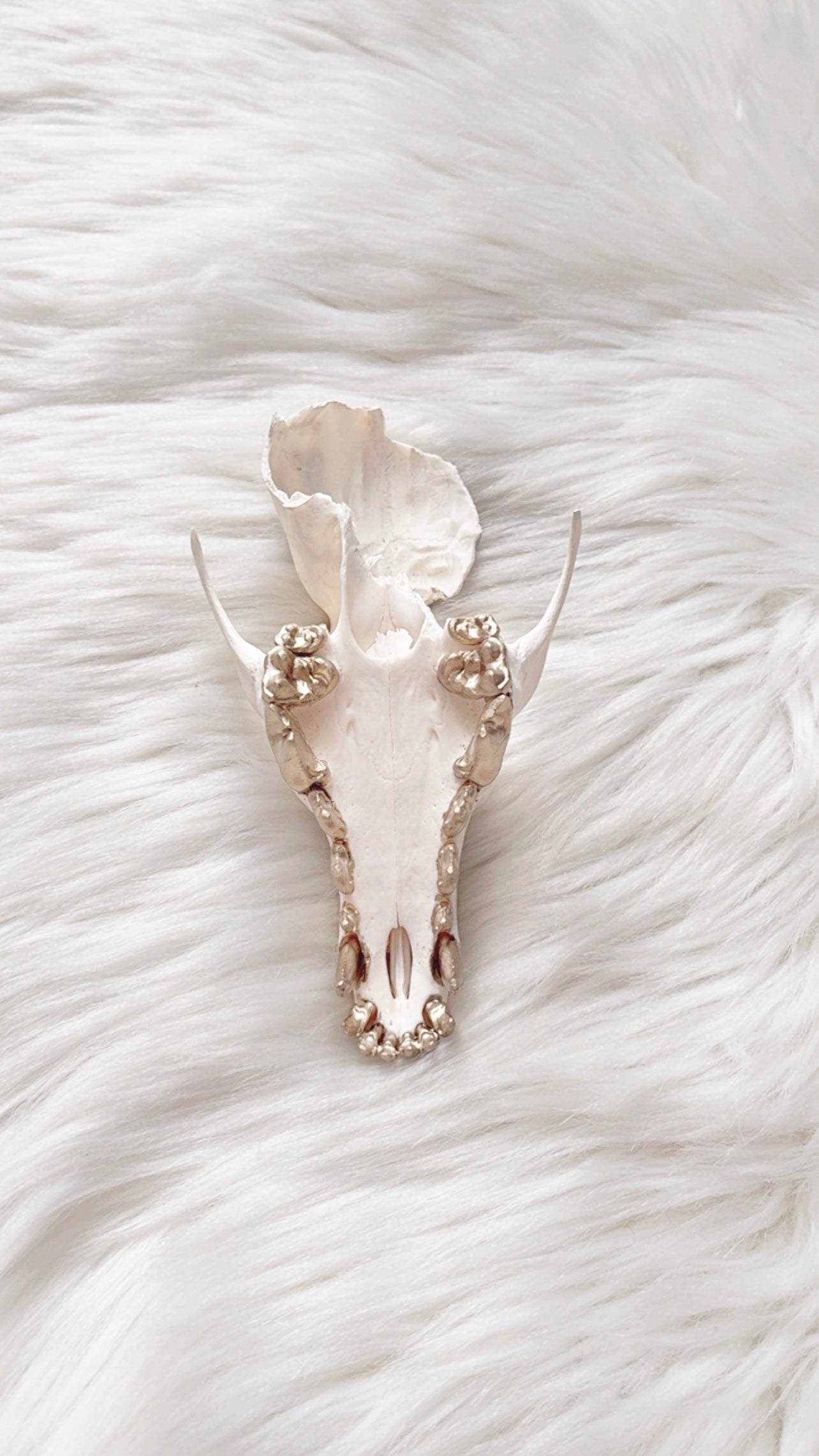 Gillian Coyote Skull