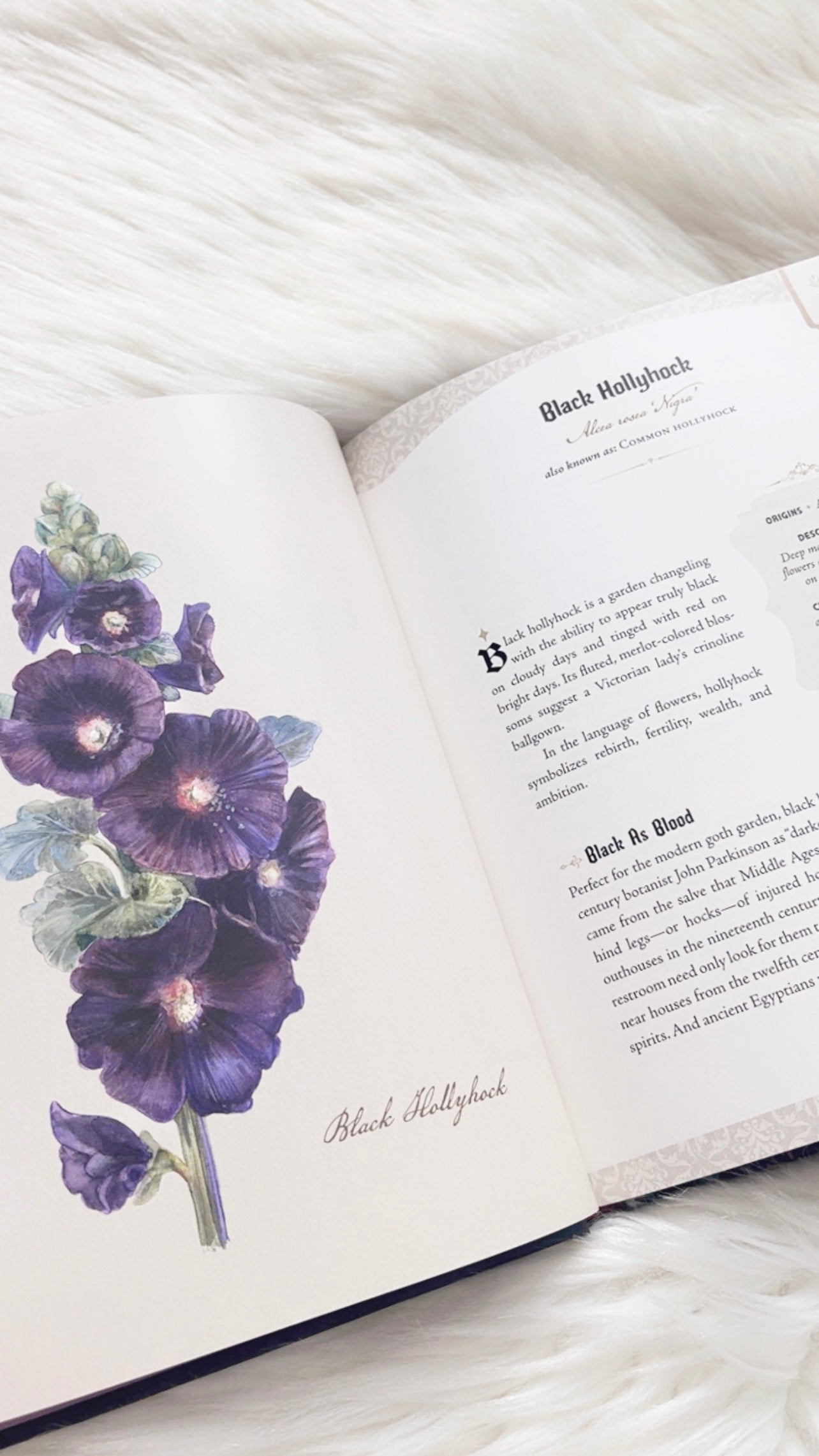 The Goth Garden by Felicia Feaster
