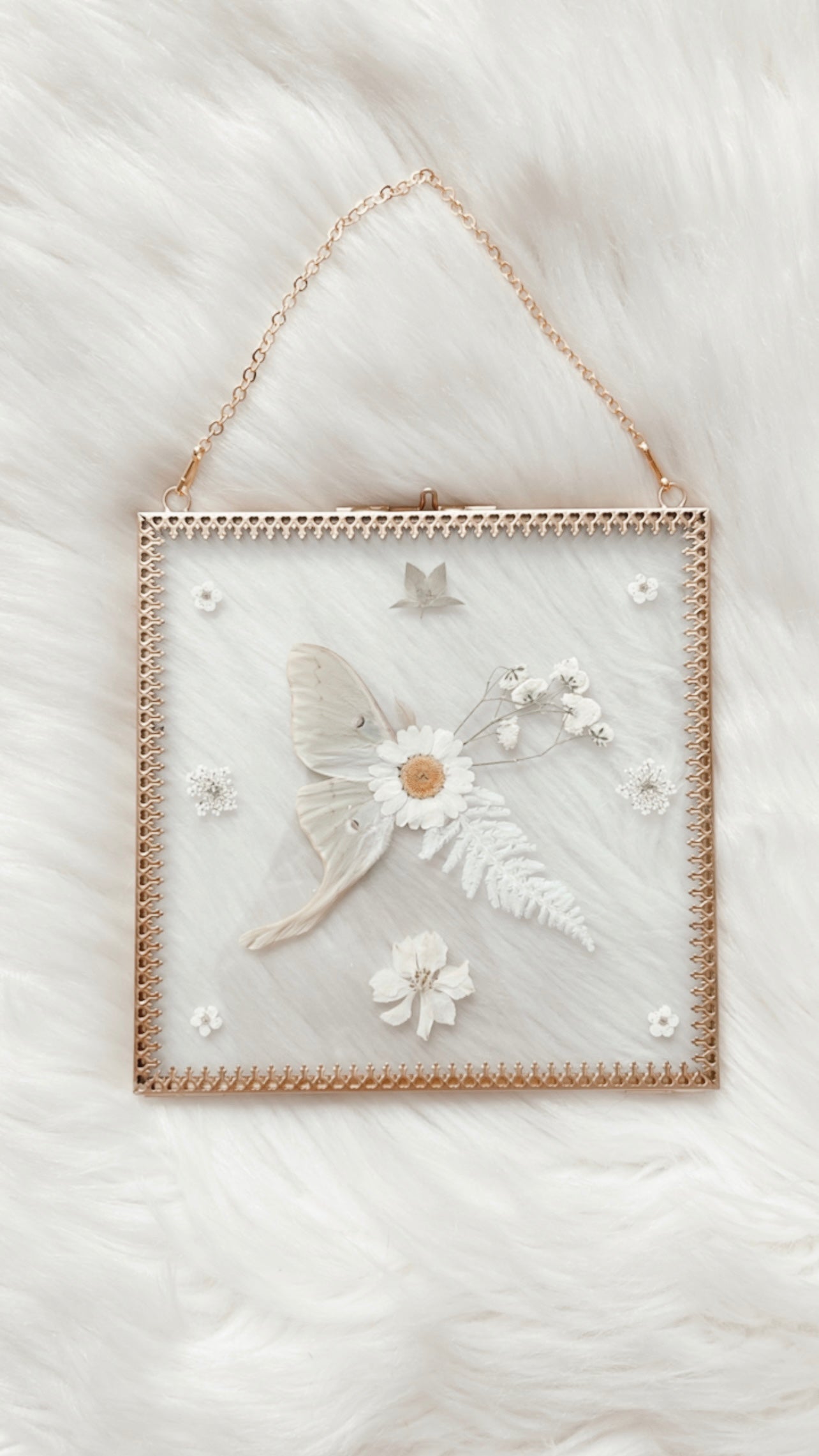 Harper Luna Moth Floral Frame
