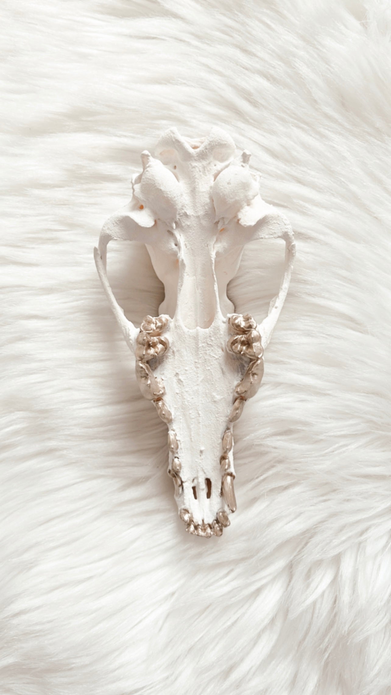 Xena Coyote Skull